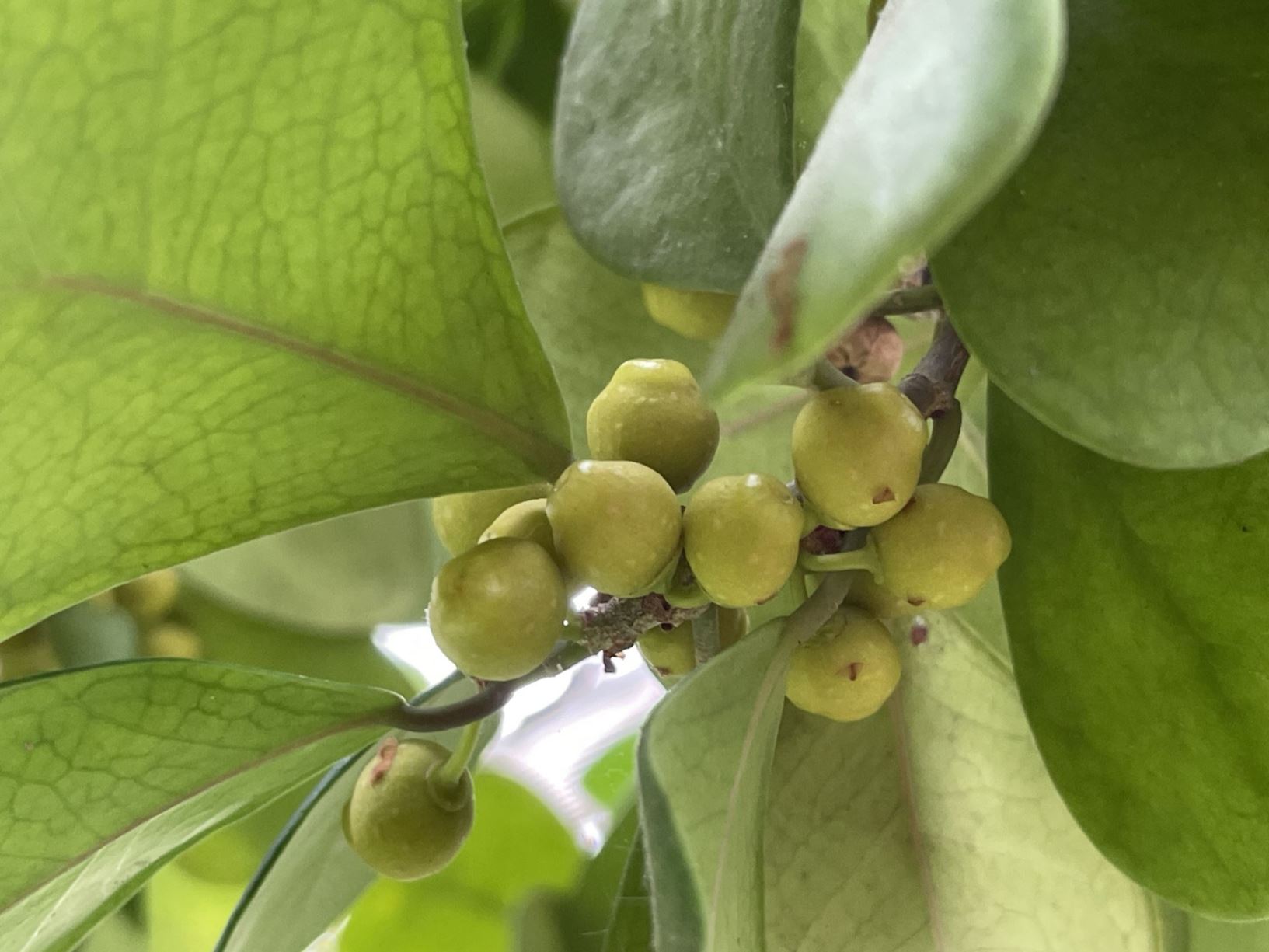 Ficus natalensis subsp. leprieurii