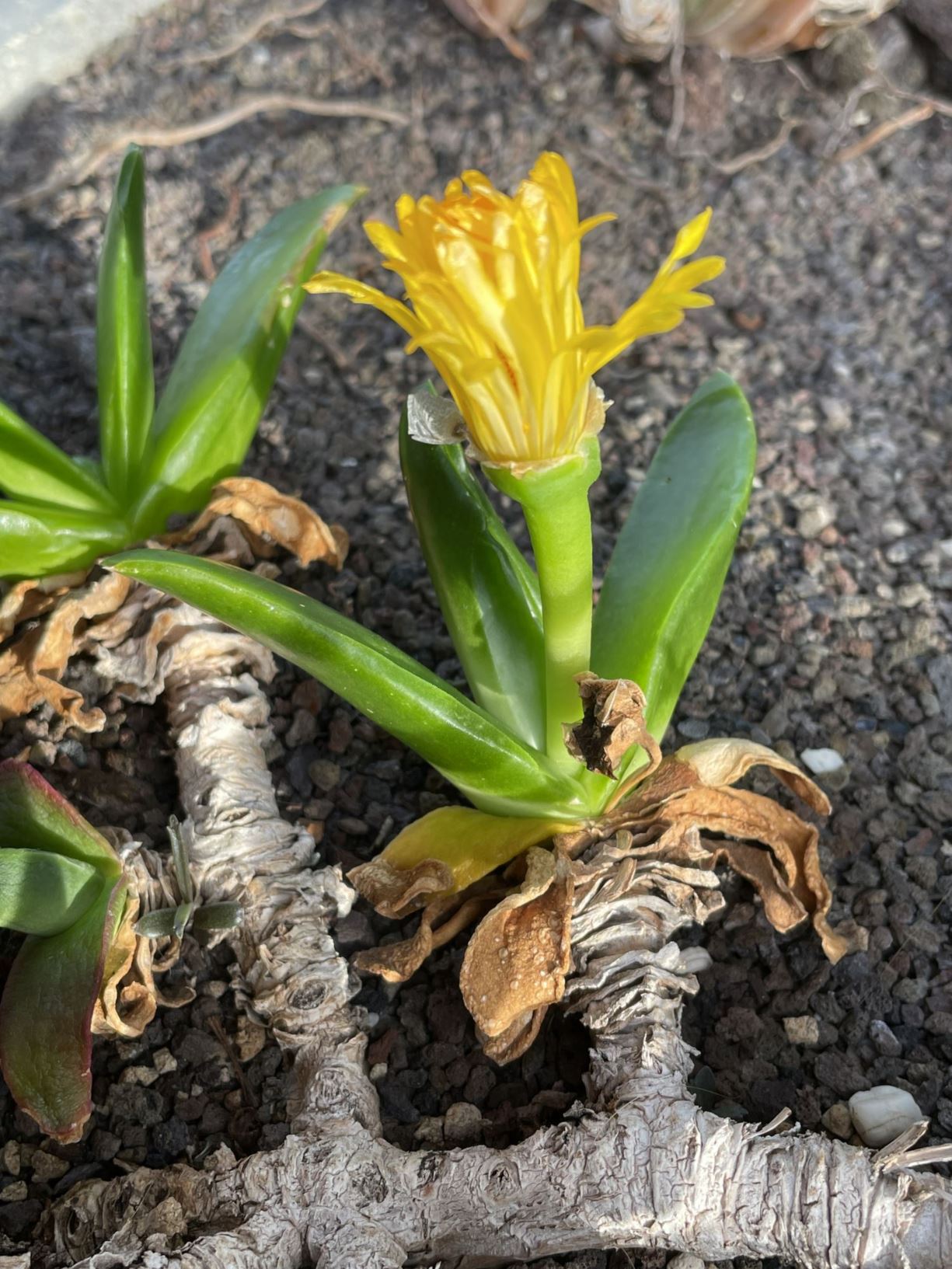 Glottiphyllum regium