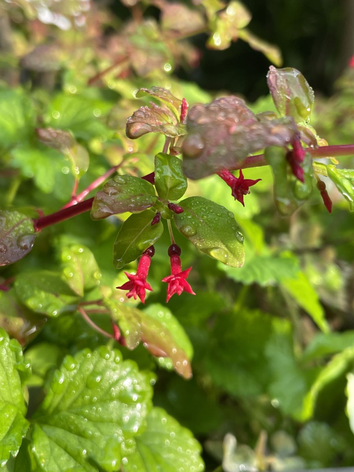 Fuchsia parviflora