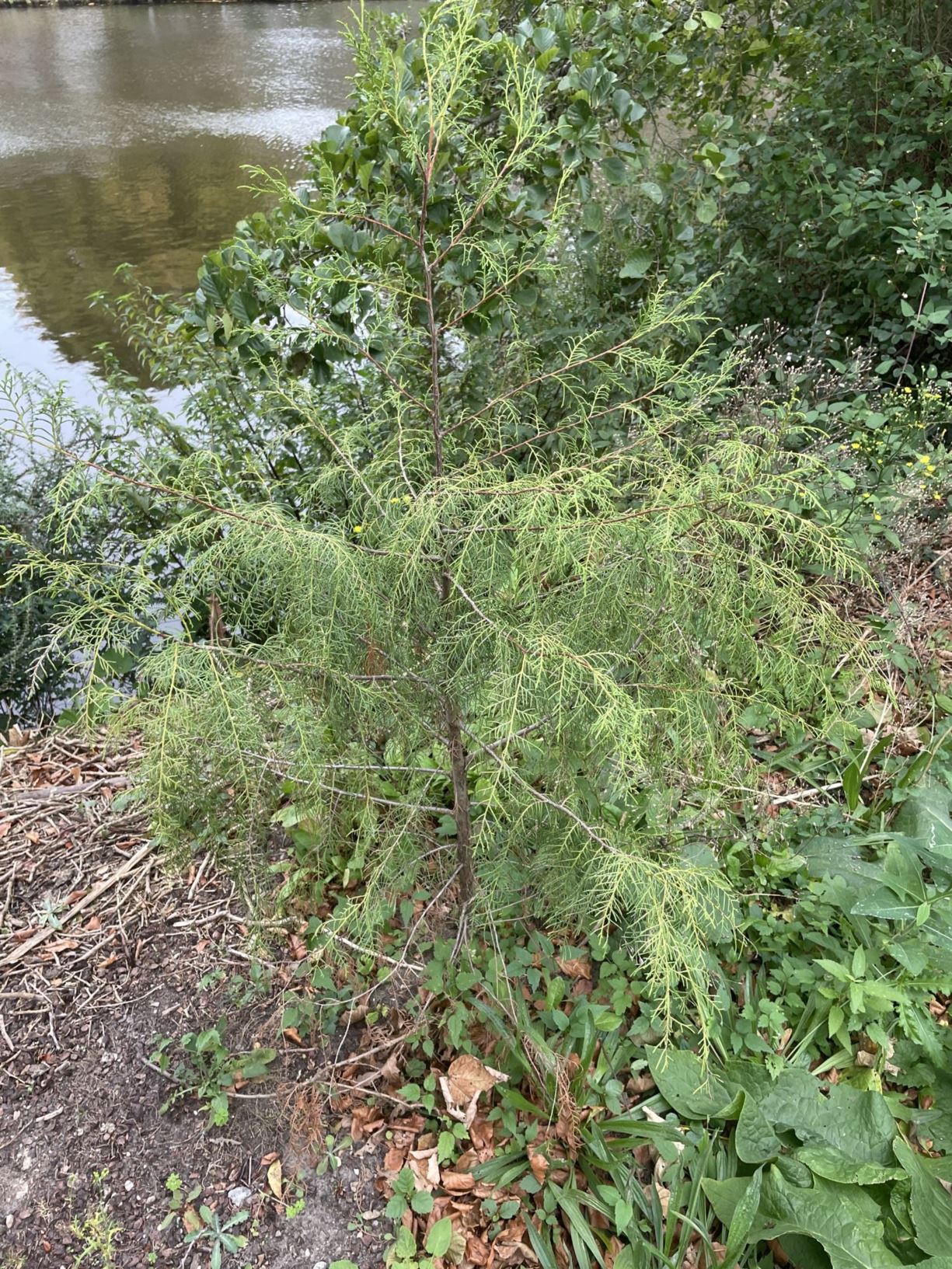 Cupressus torulosa - Himalaya-cipres, Himalayan cypress, 西藏柏木 xi zang bai mu