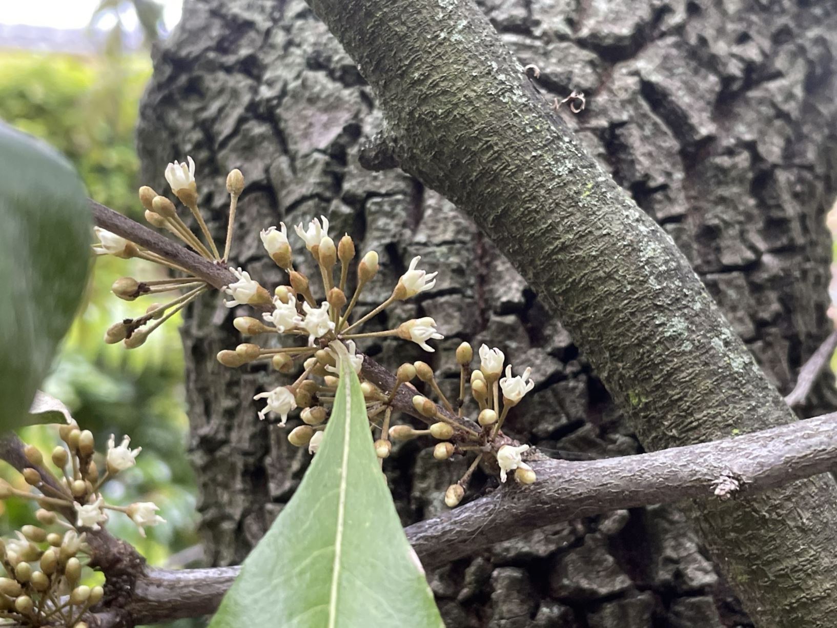 Chrysophyllum argenteum - caimitillo, caimito, caimito blanco, caimito fundipaila, caimo, caimo de monte, guanabanillo, manzano, níspero caimito, zapote de monte