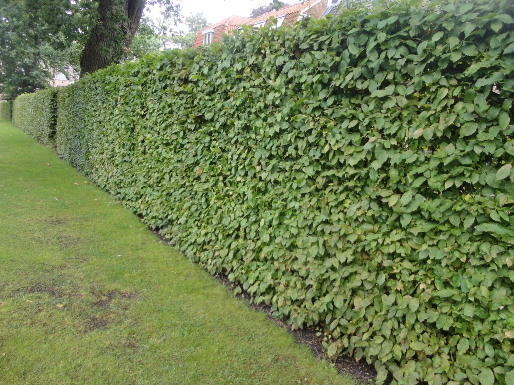 Carpinus betulus