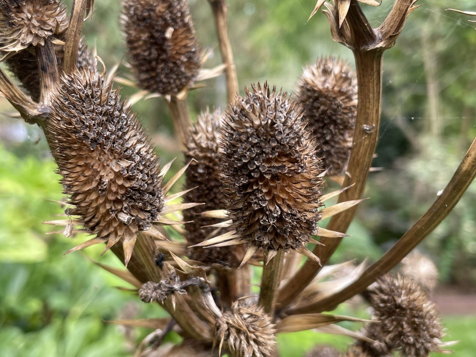 eryngium-agavifolium-agaafbladige-kruisdistel-agave-leaved-sea-holly