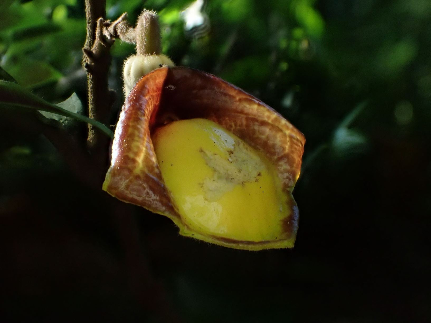 Aristolochia panamensis