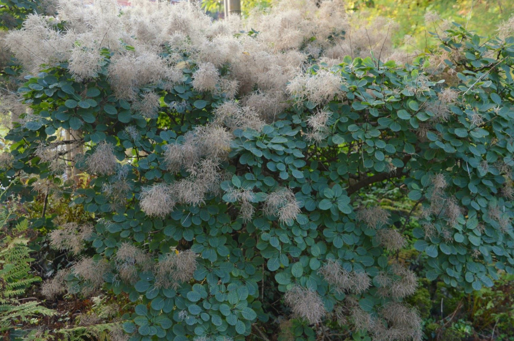 Cotinus coggygria - Pruikenboom, smoke tree, smoke wood, 黄栌 huang lu
