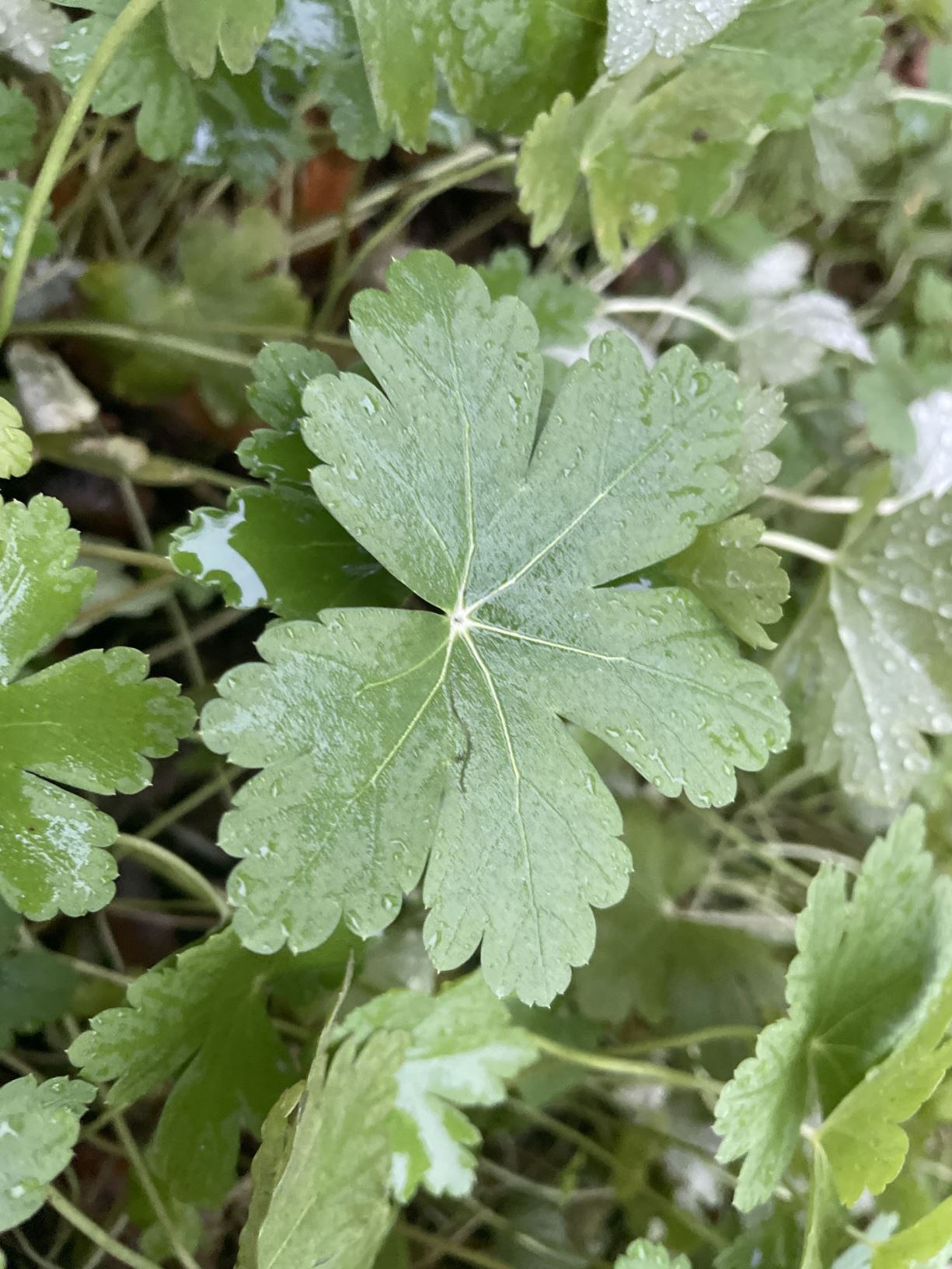 Geranium macrorrhizum 'Pindus' - Big-root cranesbill