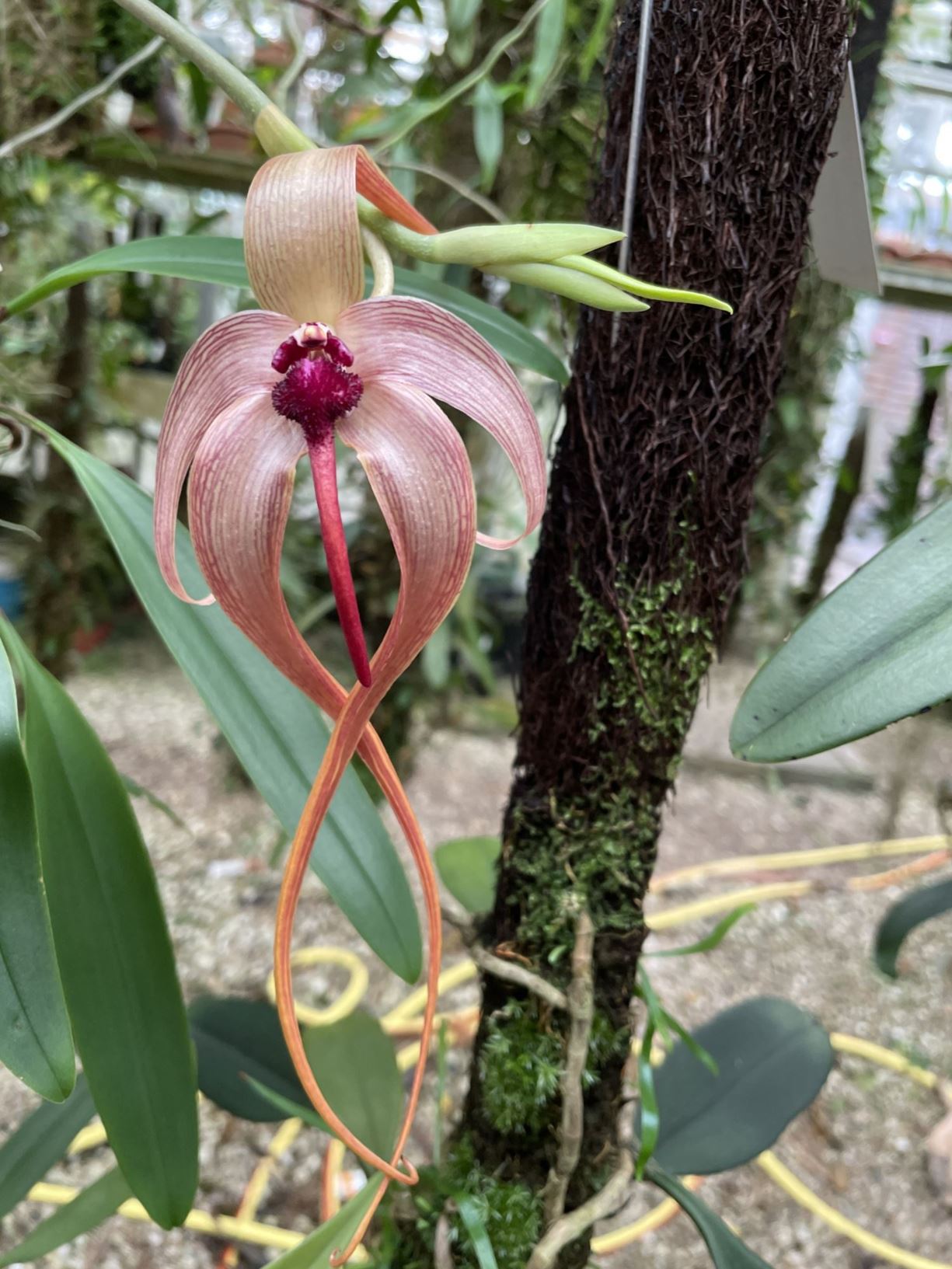 Bulbophyllum echinolabium - Hedgehog-shaped lip bulbophyllum