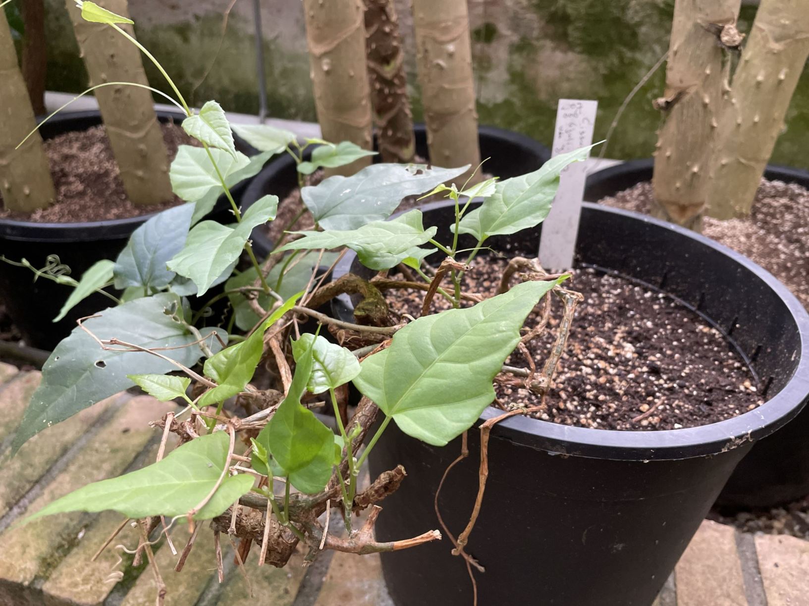 Cissus spec.