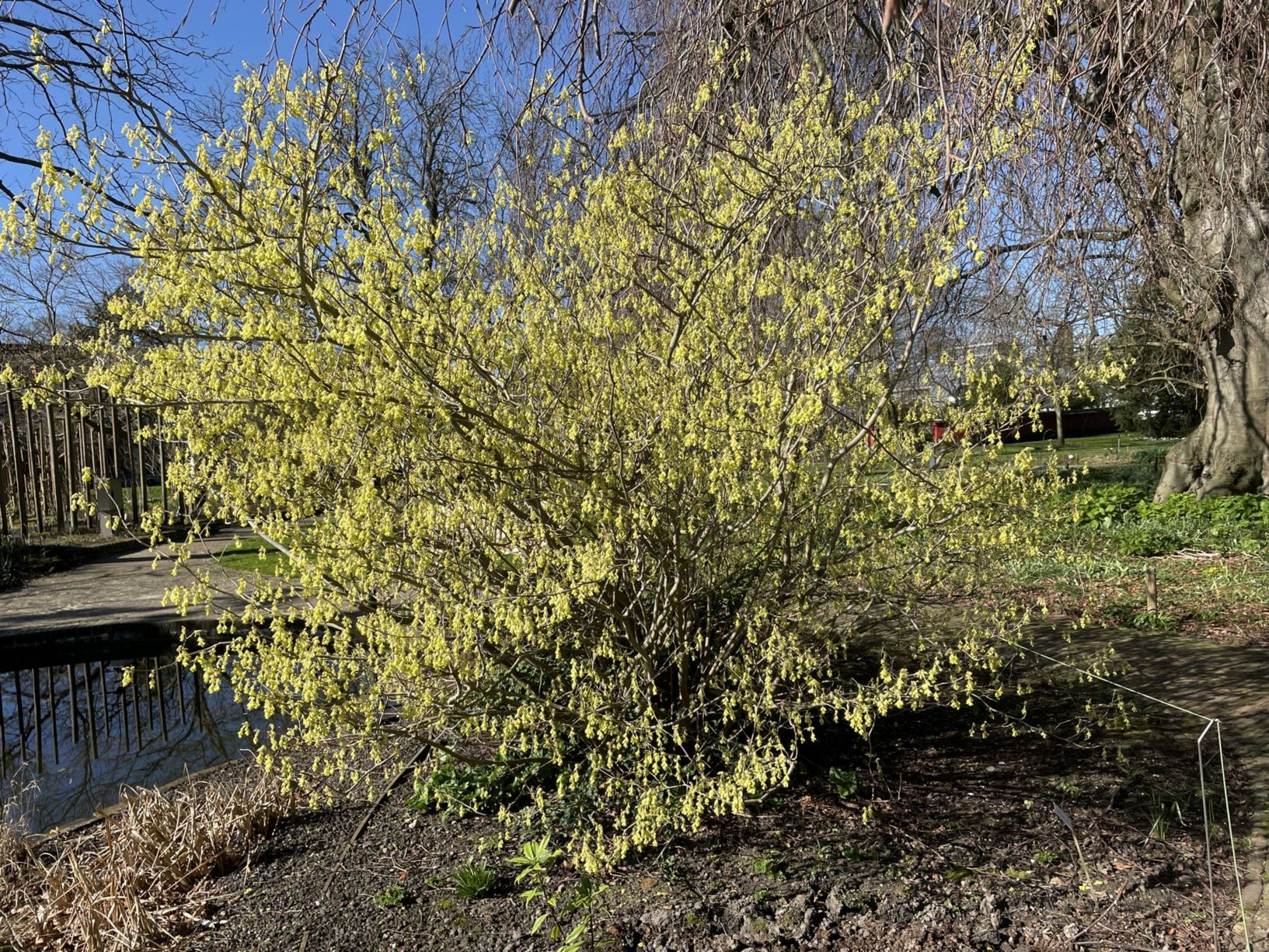 Corylopsis spicata