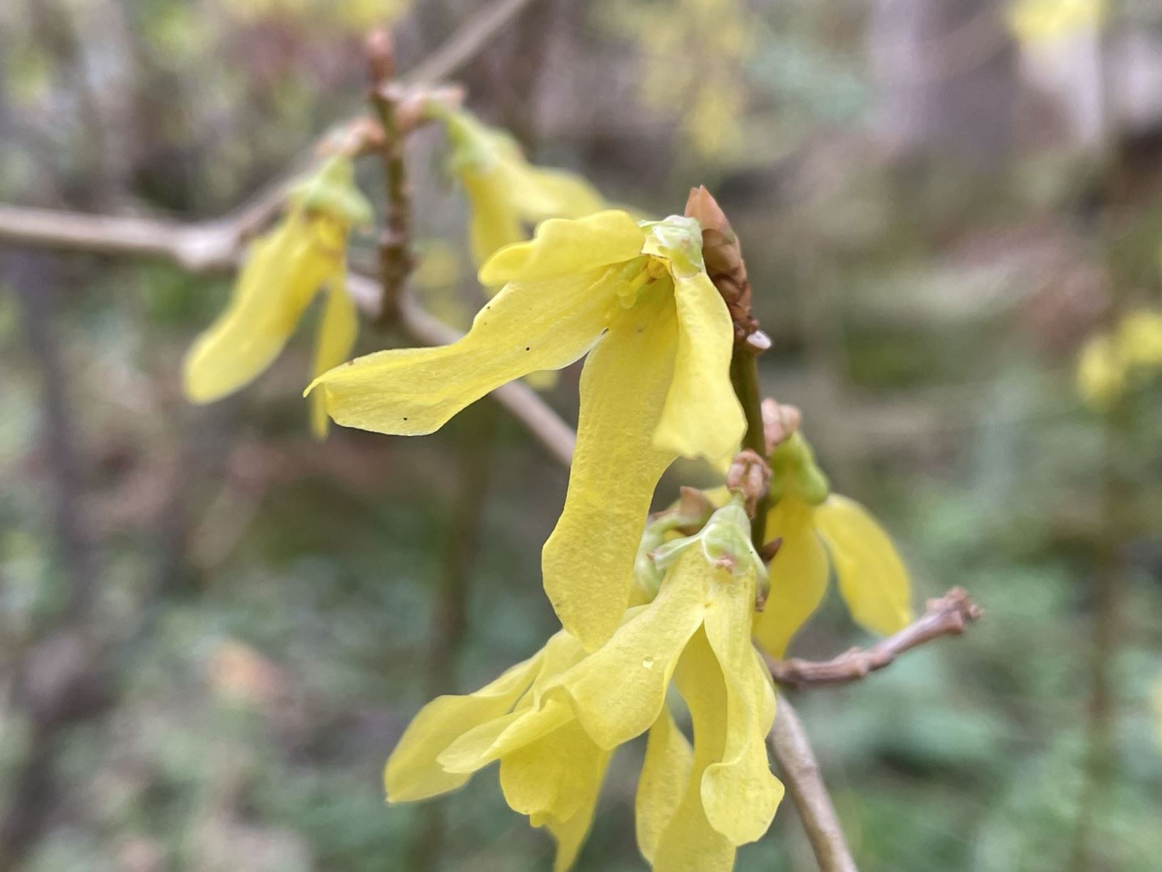 Forsythia koreana