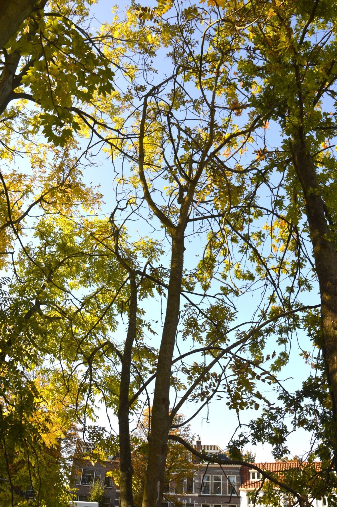 Fraxinus Excelsior Es Gewone Es Hortus Botanicus Leiden Netherlands