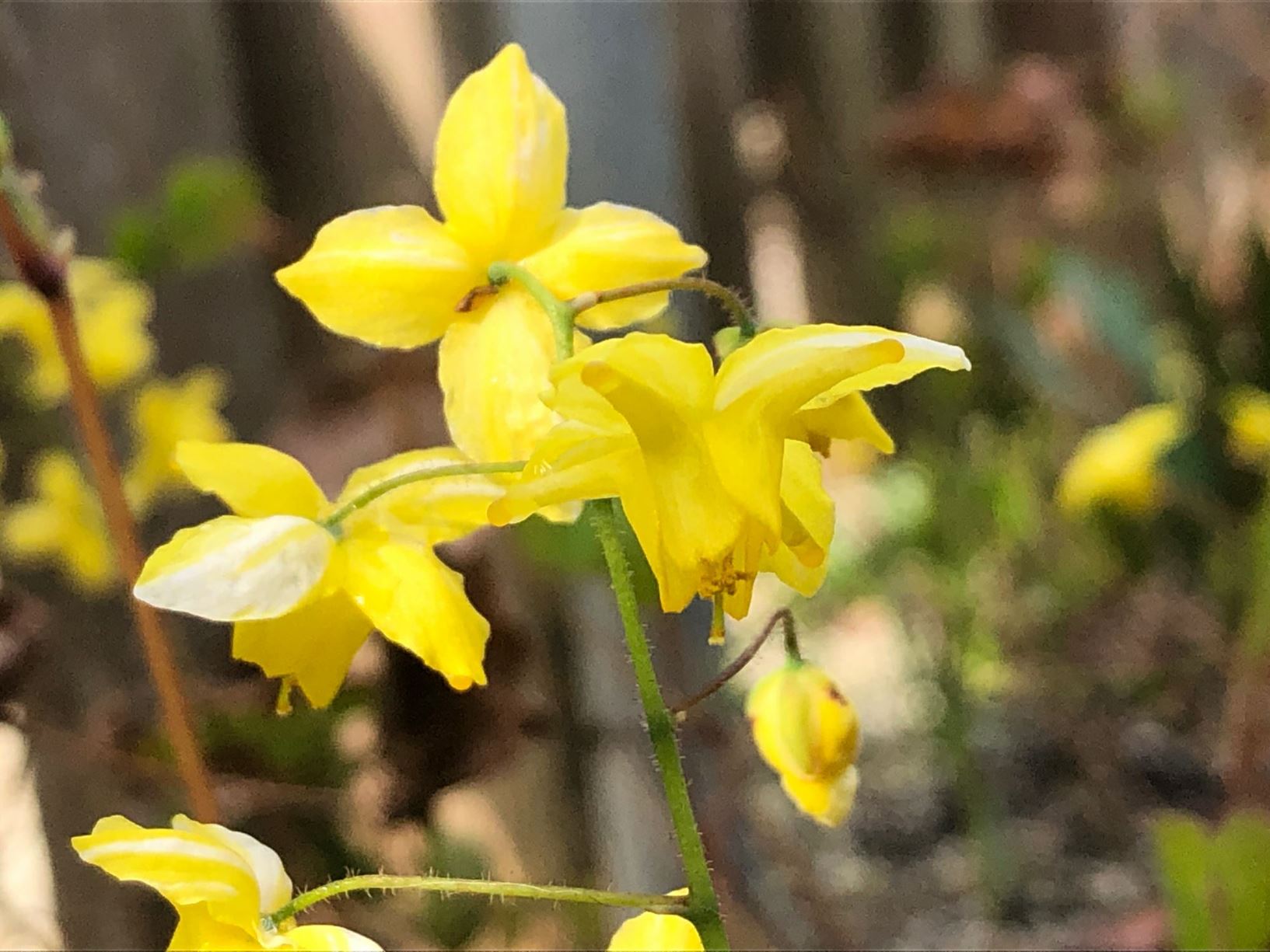 Epimedium flavum × pinnatum subsp. colchicum