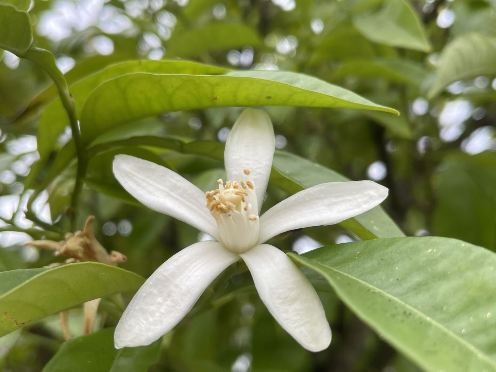 Citrus × aurantium - Oranjeboom, Zure sinaasappel, Bittersinaasappel ...