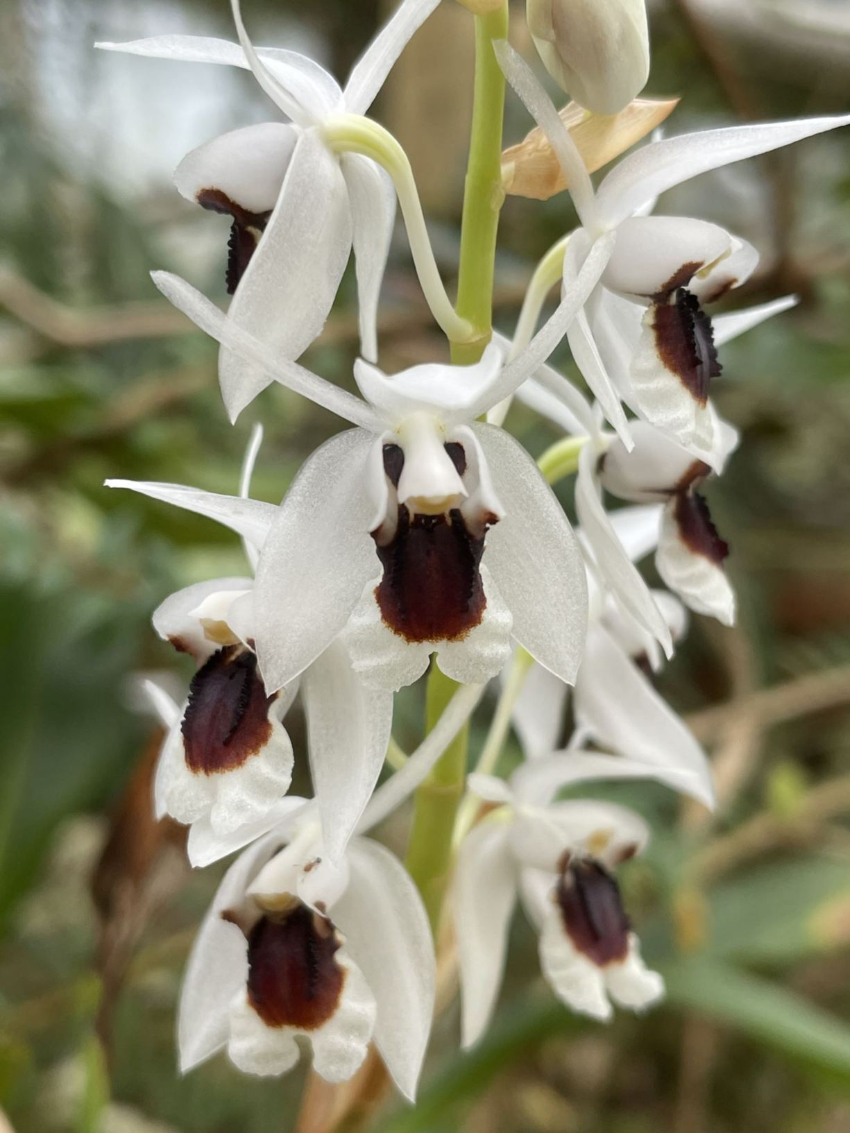 Coelogyne pulchella