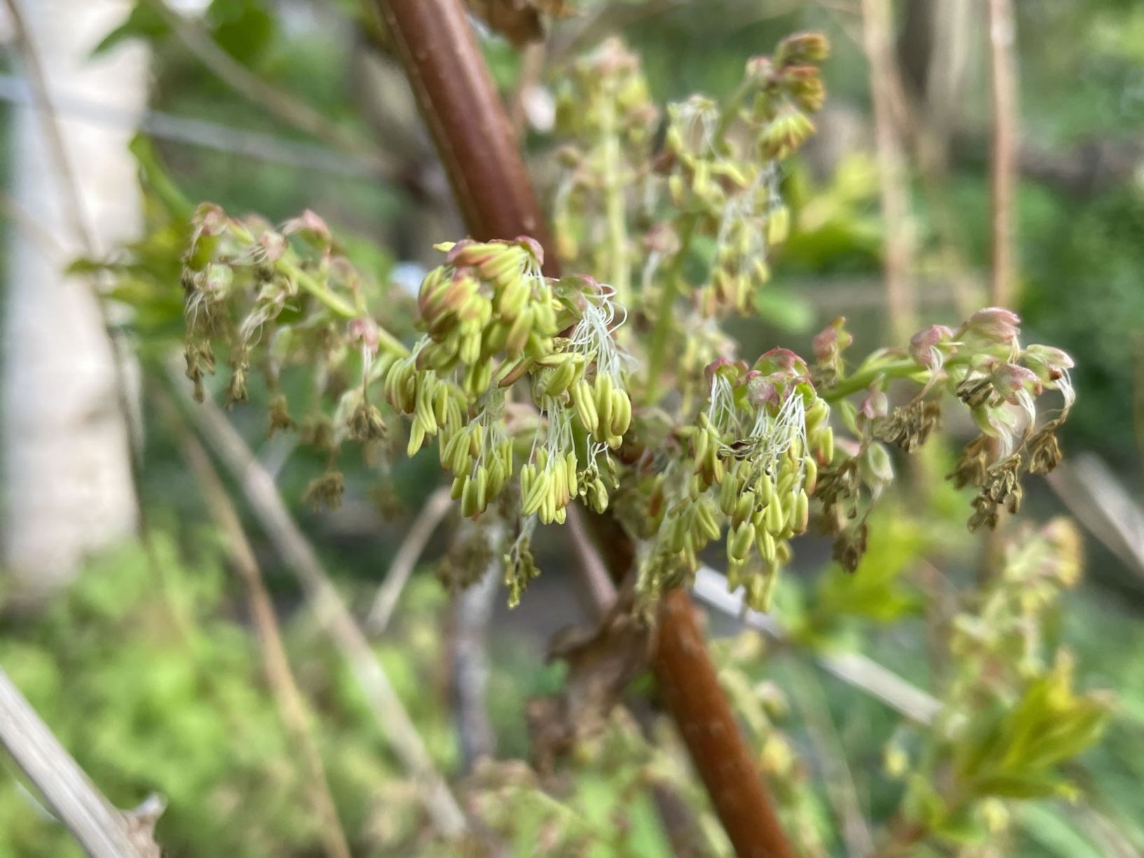 Coriaria nepalensis