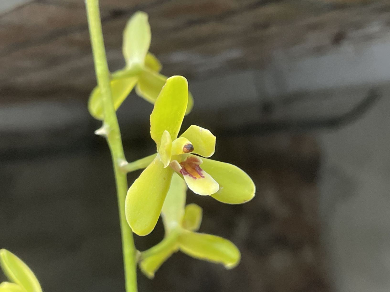 Cymbidium madidum