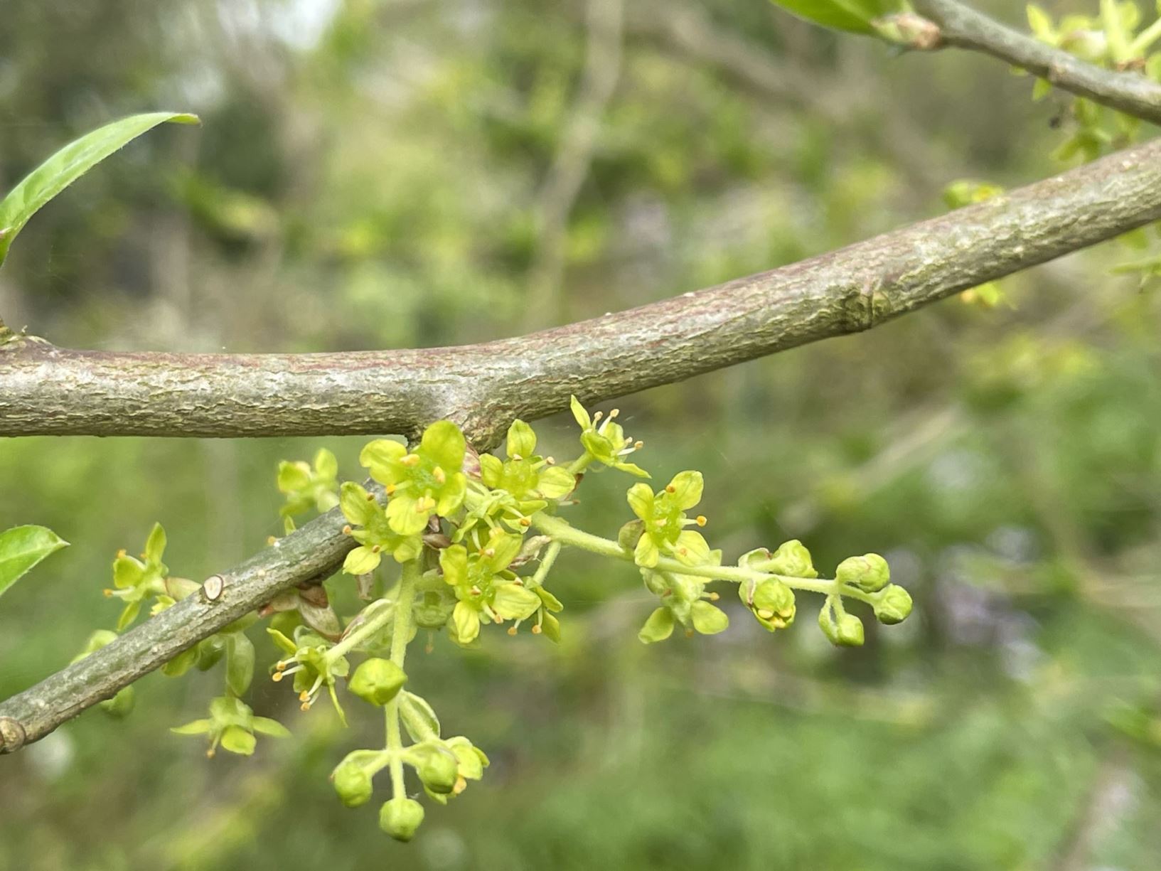 Orixa japonica - Japanese orixa, コクサギ Ko-kusagi, 臭常山属 chòu cháng shān shǔ, 상산 sang san