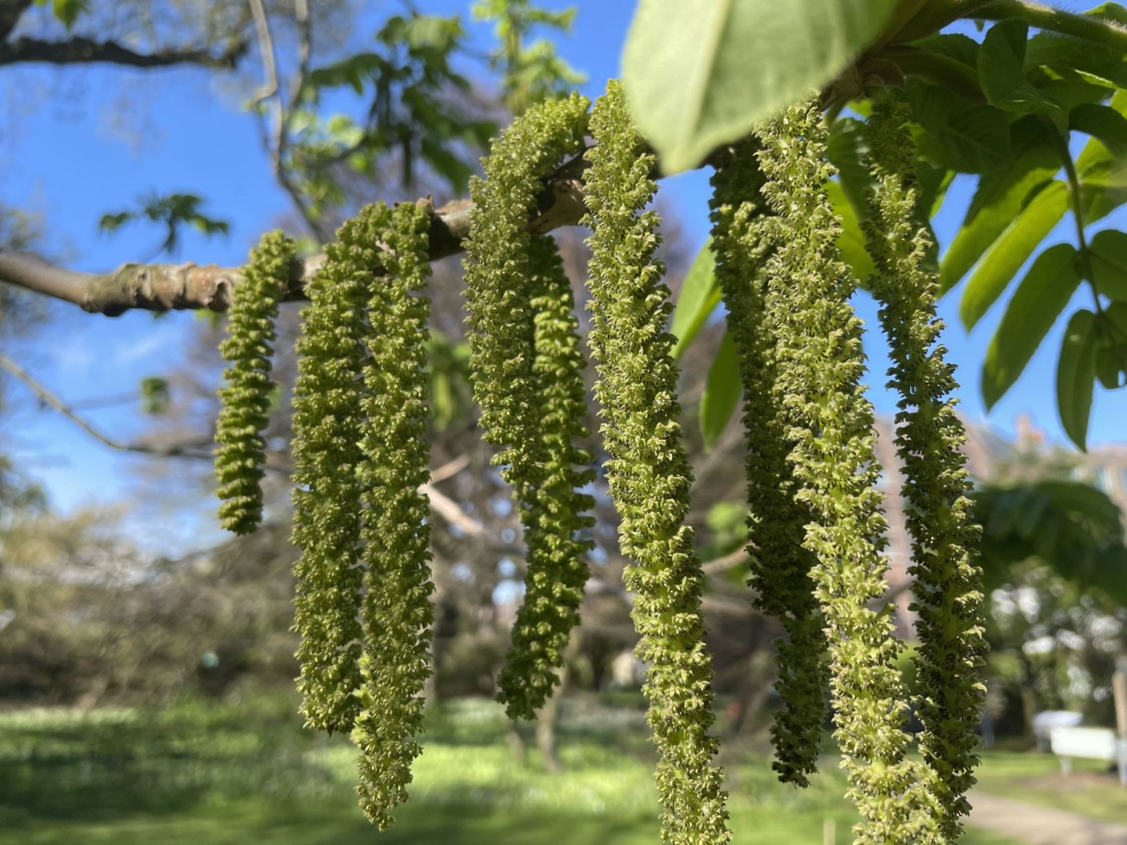 Juglans mandshurica var. cordiformis - Japanse walnoot, Sieboldwalnoot, Japanese walnut, Heartnut, 姫胡桃 Hime-gurumi