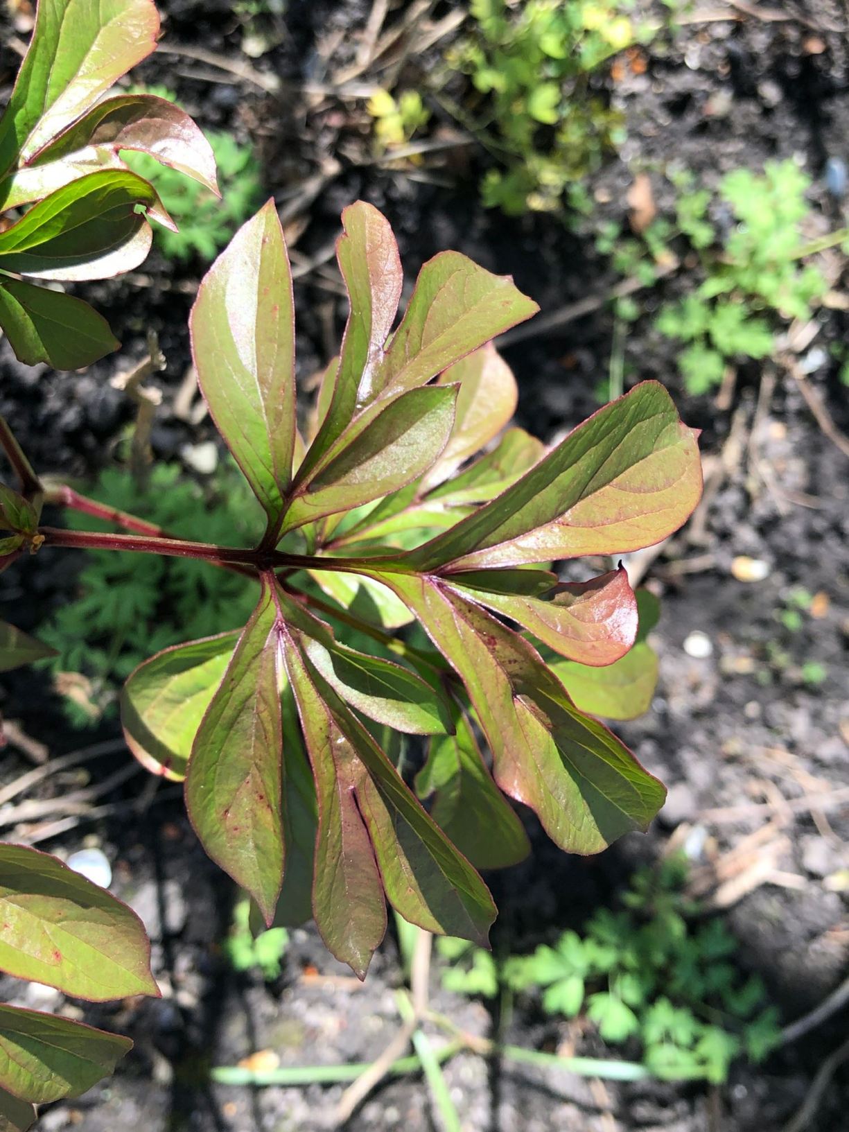 Paeonia lactiflora 'Professor K. Grybauskas'