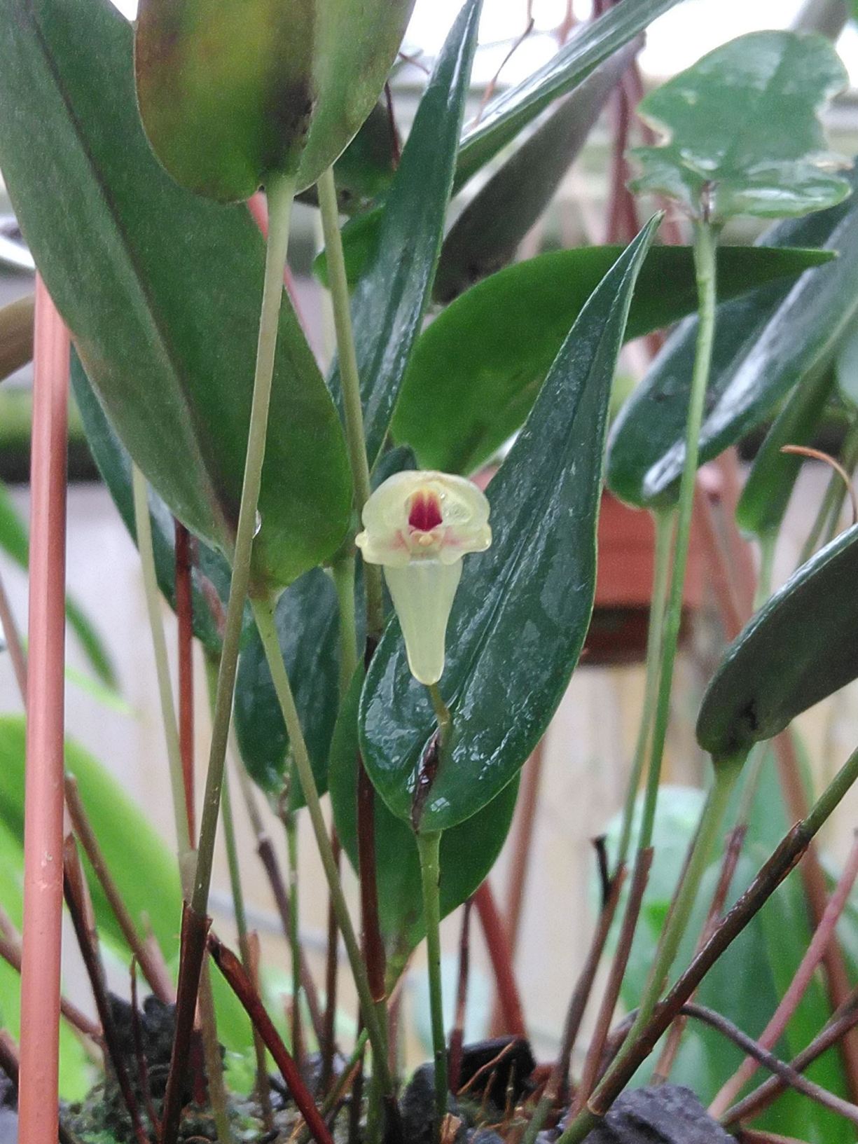 Pleurothallis scurrula