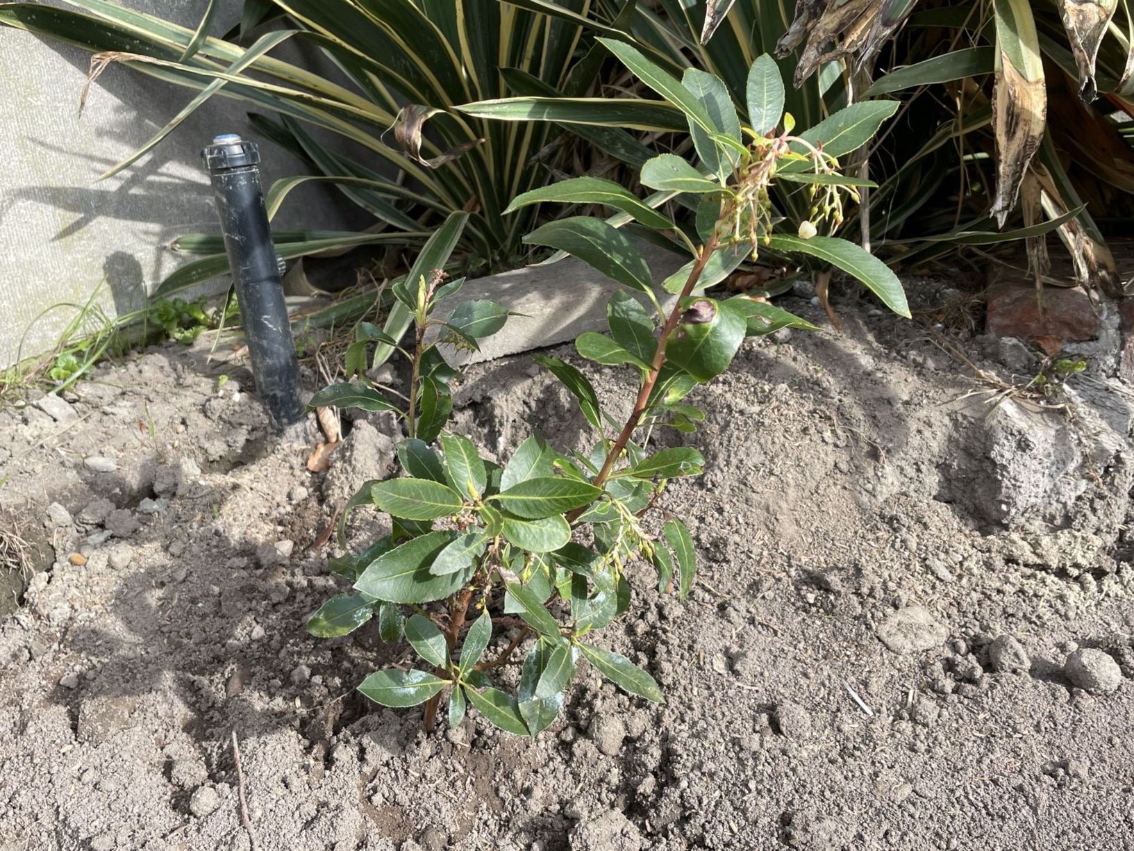 Arbutus andrachne - Cyprische aardbeiboom, Griekse aardbeiboom, Cyprus Strawberry Tree, eastern strawberry tree, Γλιστροκουμαριά, sandalağacı