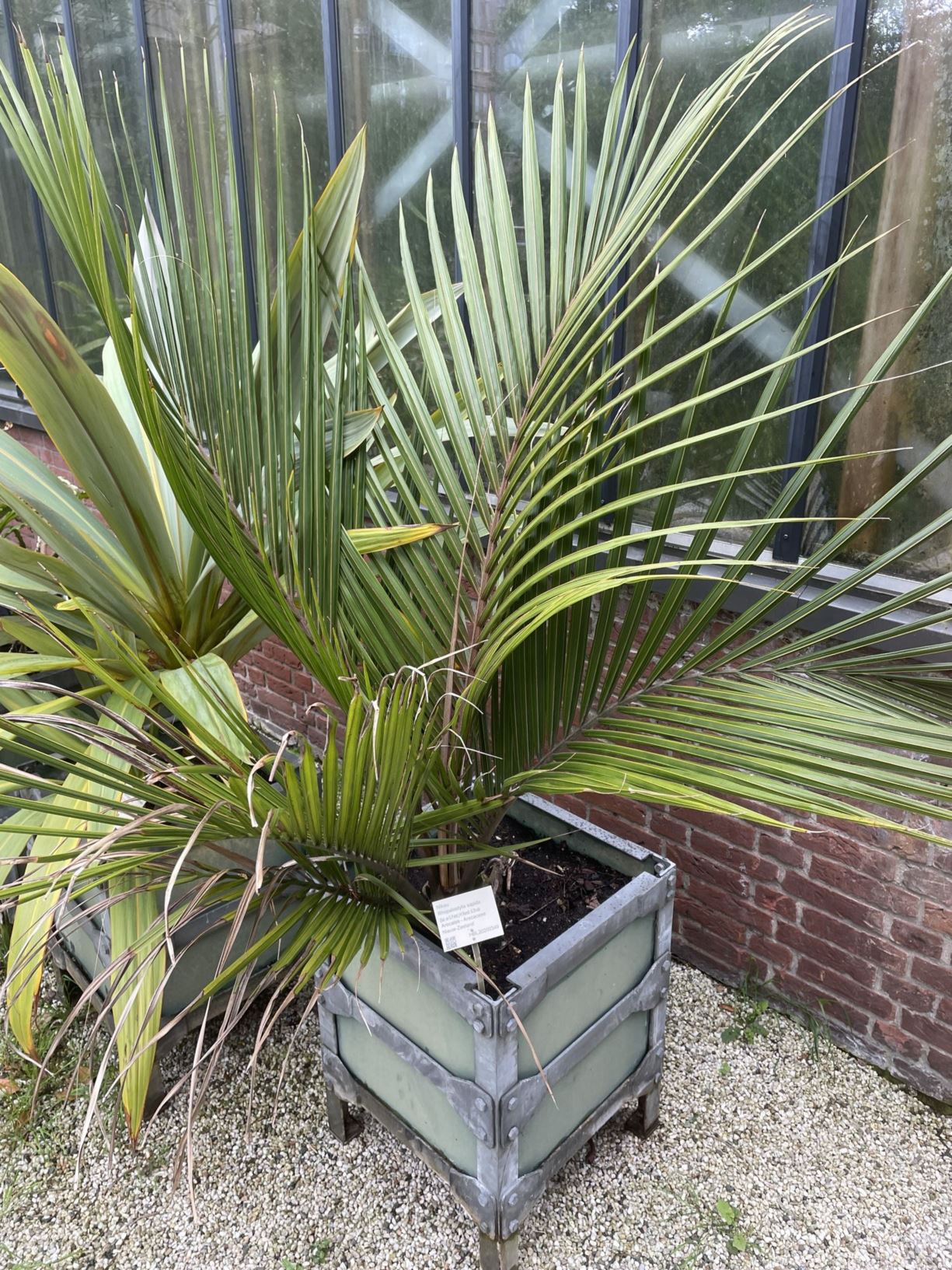 Rhopalostylis sapida - nikau palm, palmier de Nikau, palmeira-nica, Nikau