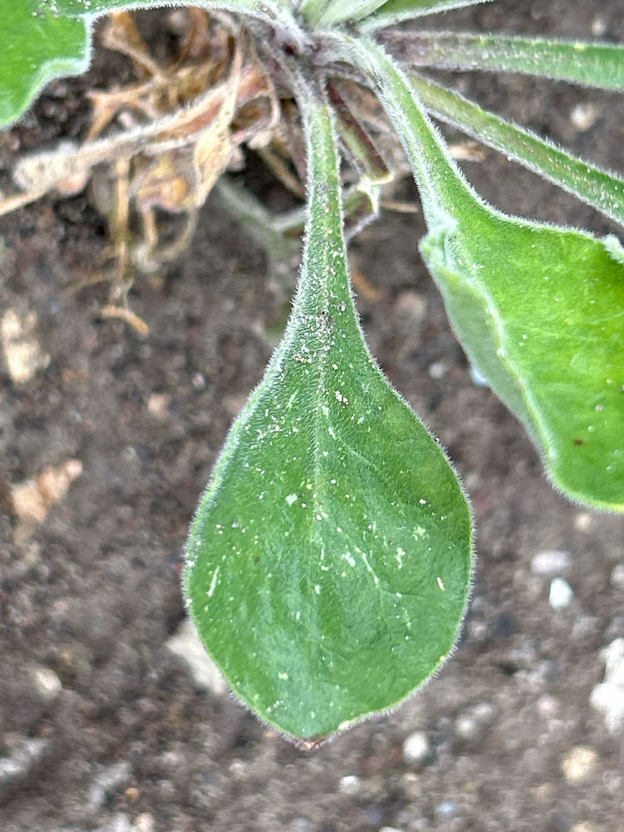 Silene gigantea subsp. hellenica - σιληνή γιγάντειος, koca nakıl