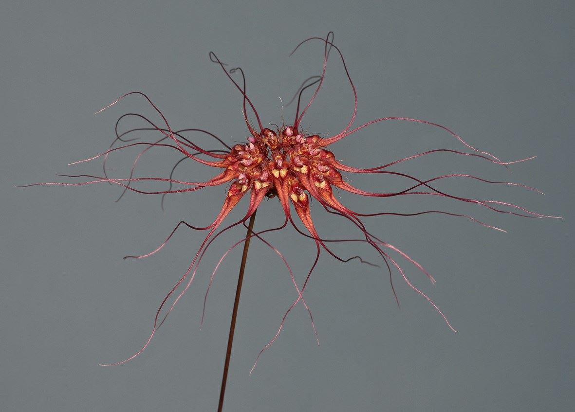 Bulbophyllum gracillimum