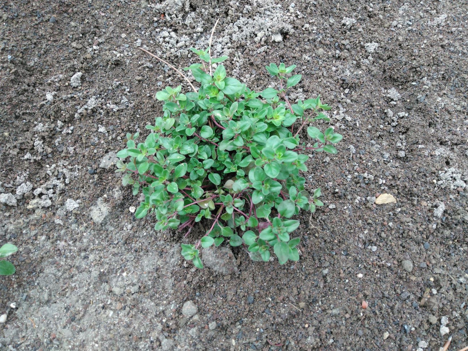 Thymus serpyllum - Kleine tijm, Breckland thyme, serpolet à feuilles étroites
