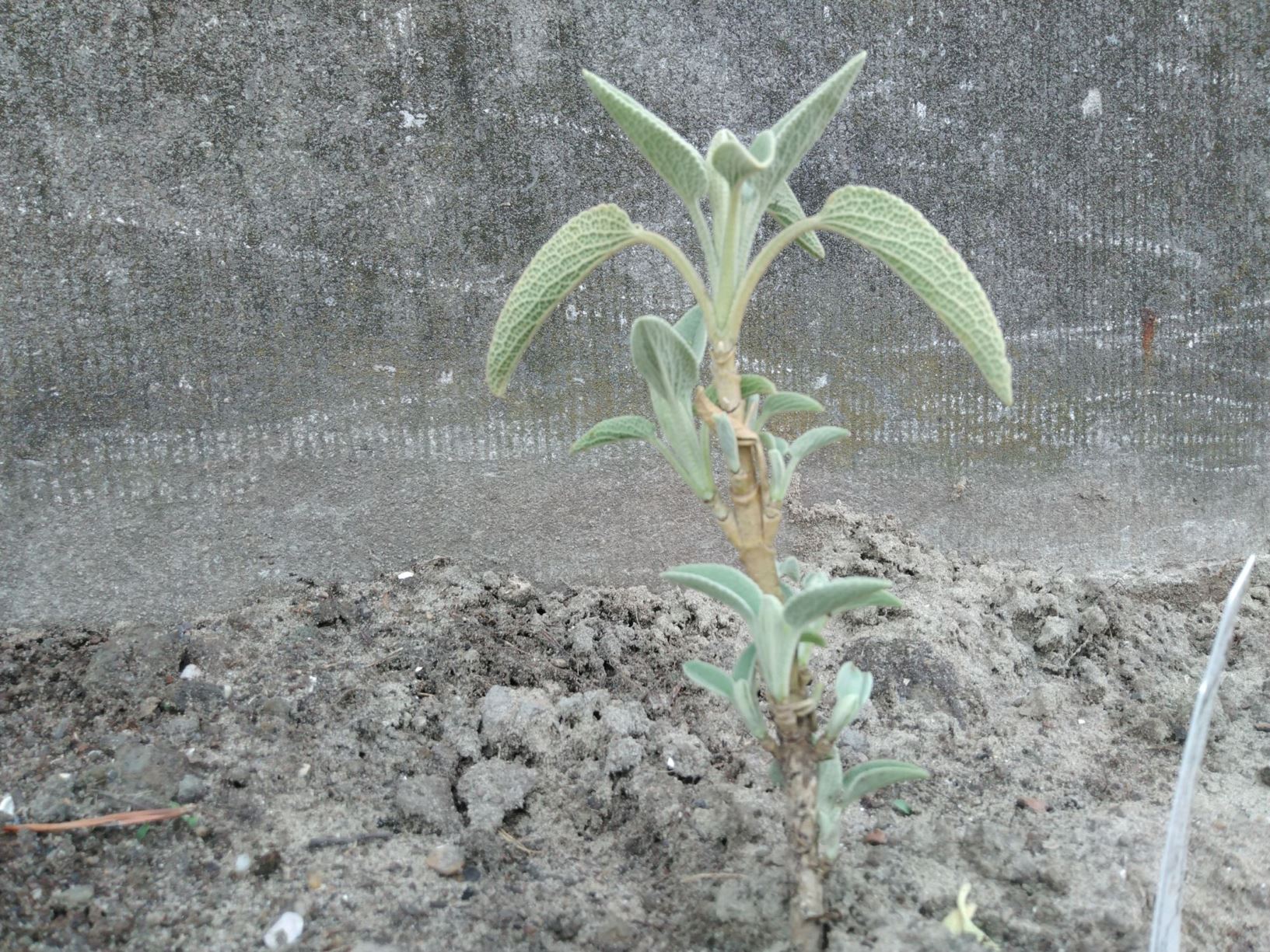 Phlomis chrysophylla - שַׁלְהָבִית צְהֻבַּת-עָלִים shalhavit tzehubbat-'alim