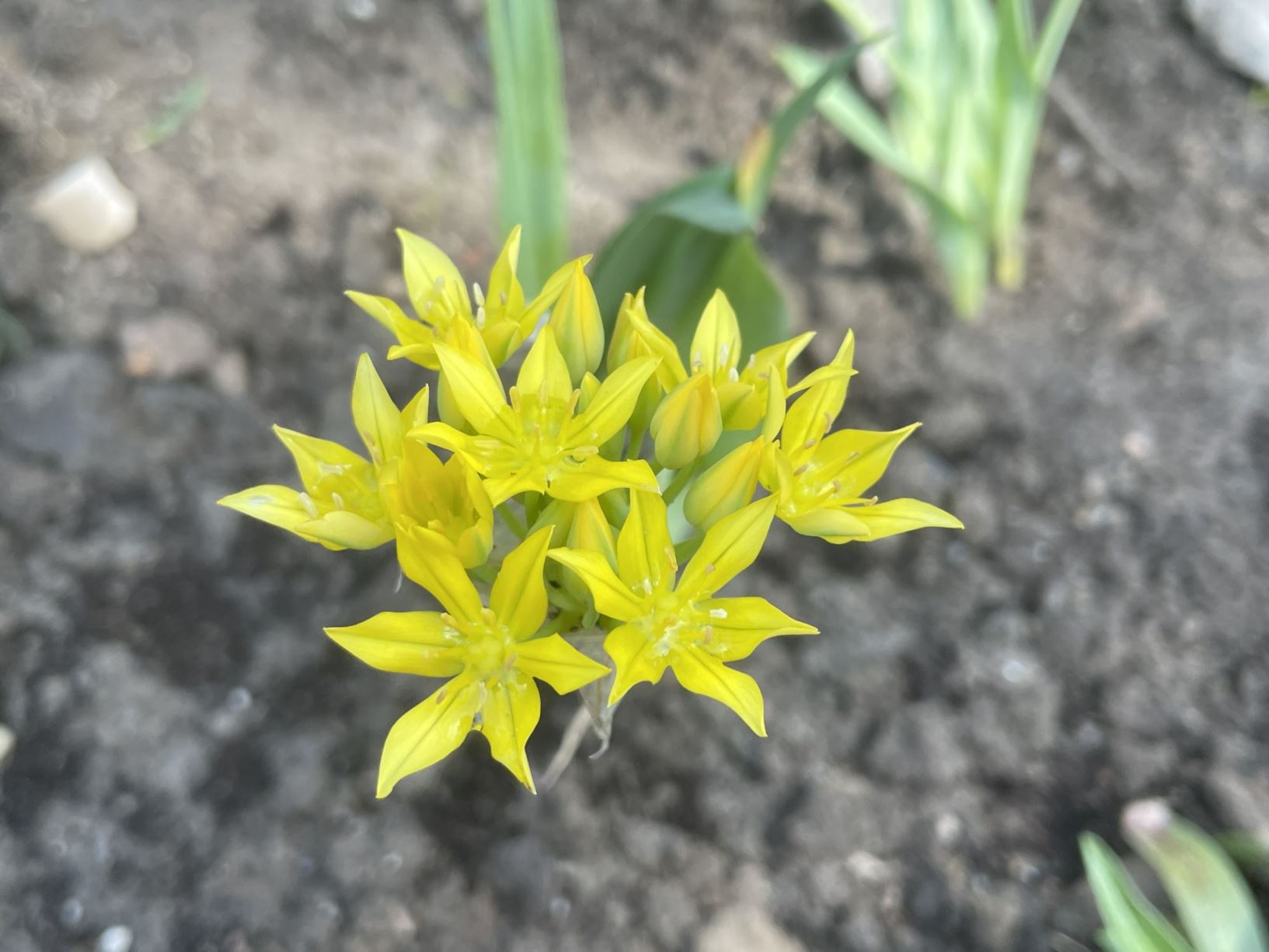 Allium moly - Geel look, Yellow onion, Lily leek