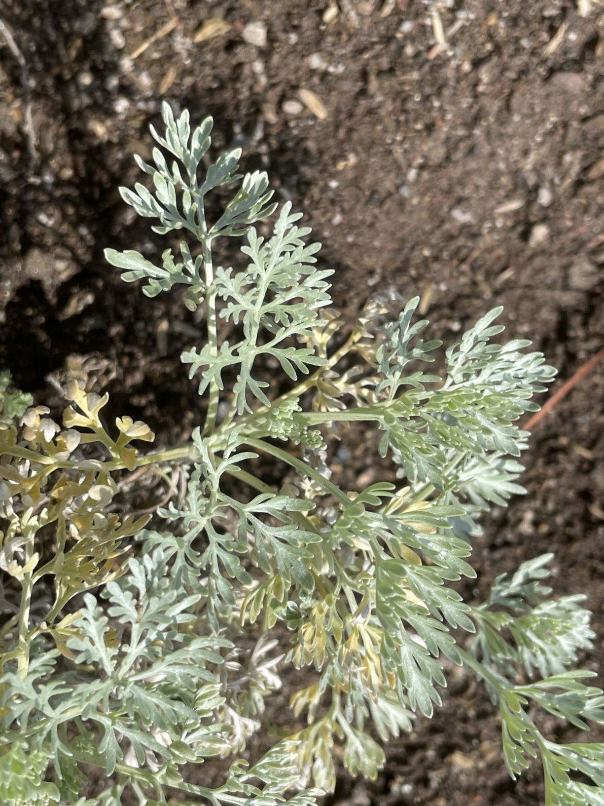 Artemisia abrotanum 'Silver' - Citroenkruid, Citroenalsem, Kleine averoon, Southernwood