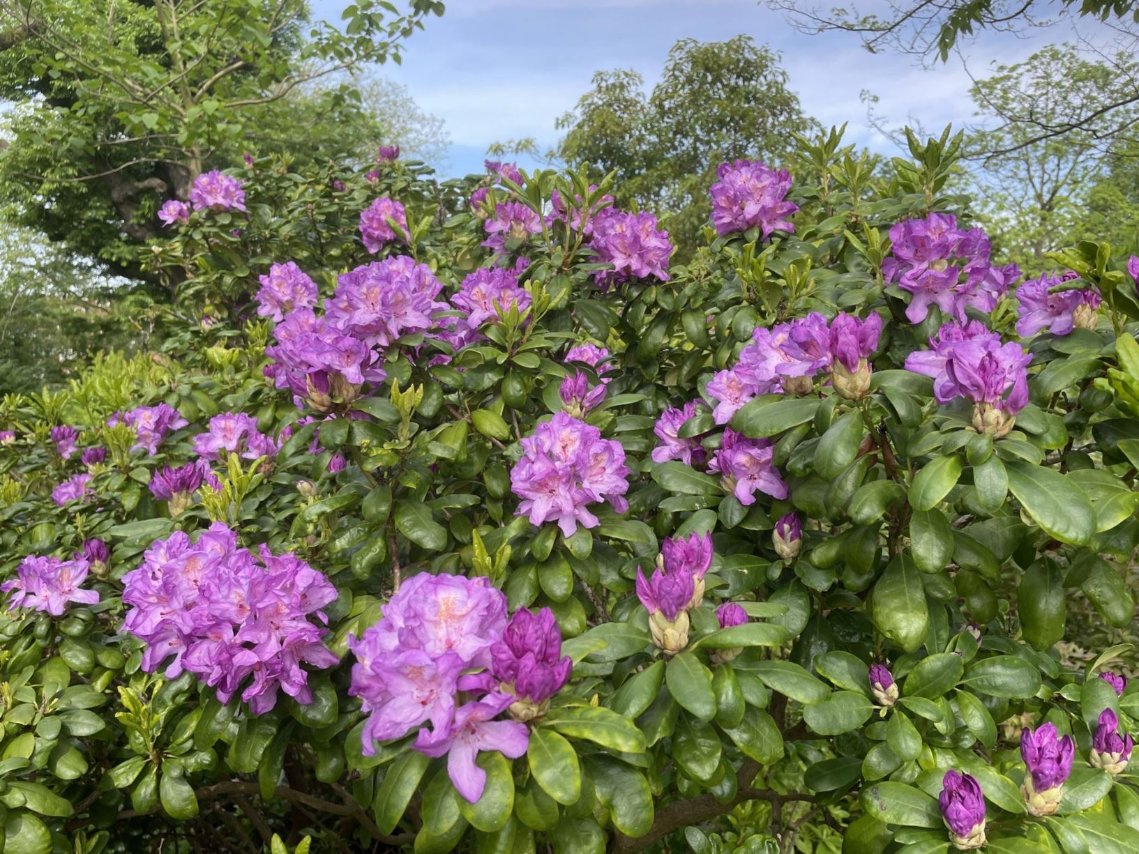 Rhododendron intricatum
