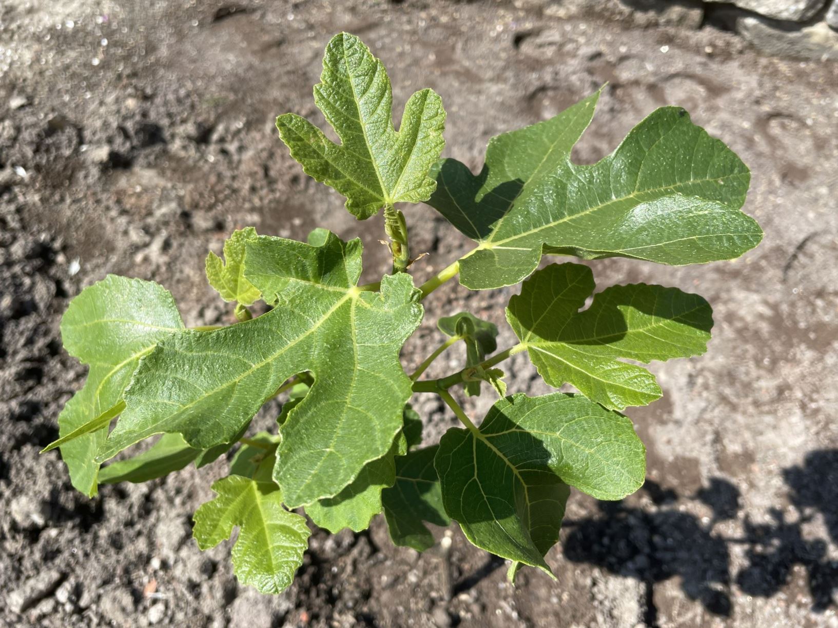 Ficus carica Cannova type