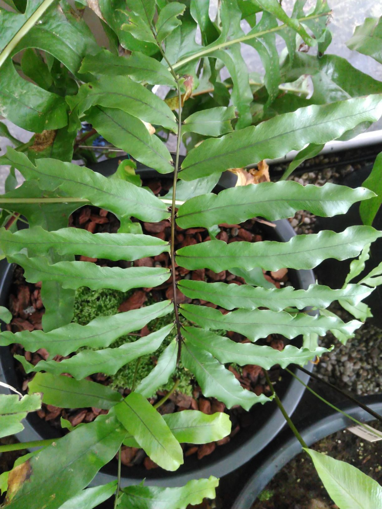 Polypodium fraxinifolium