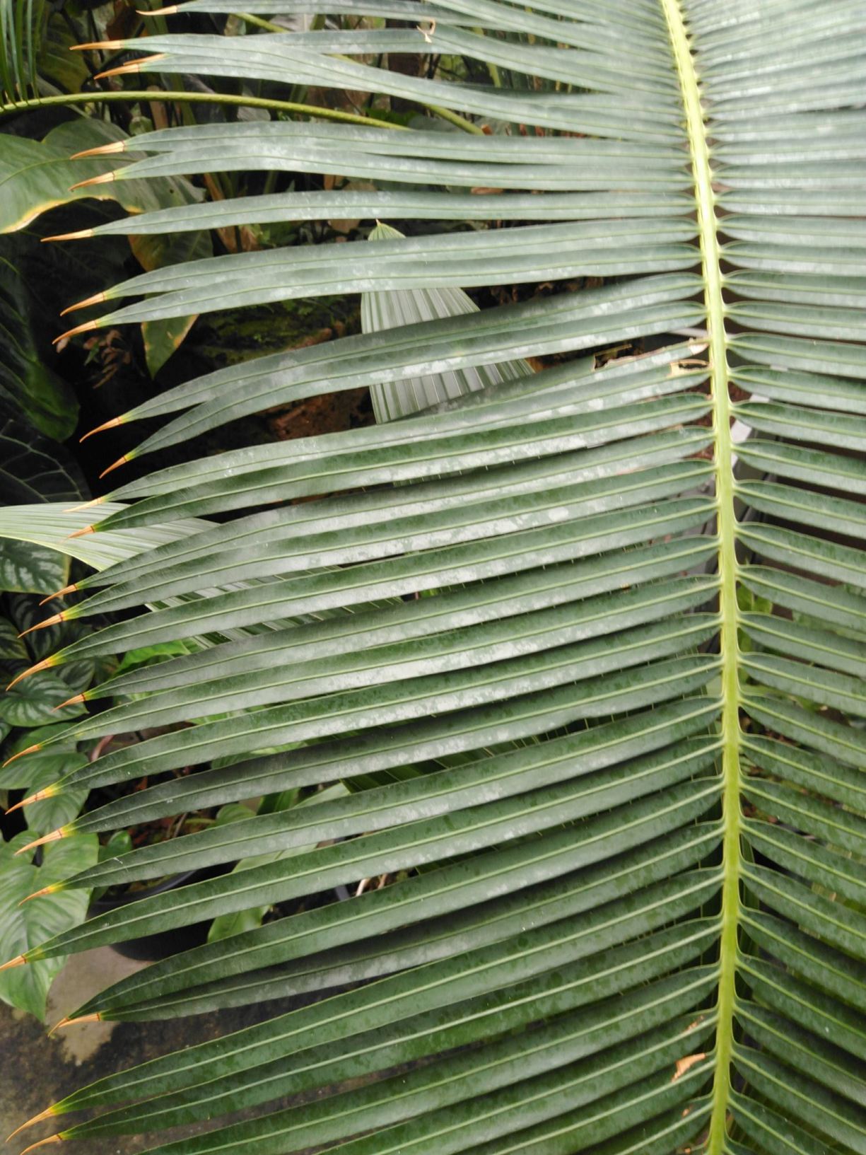 Cycas cairnsiana