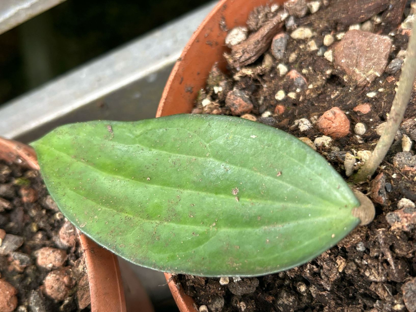 Hoya purpureo-fusca