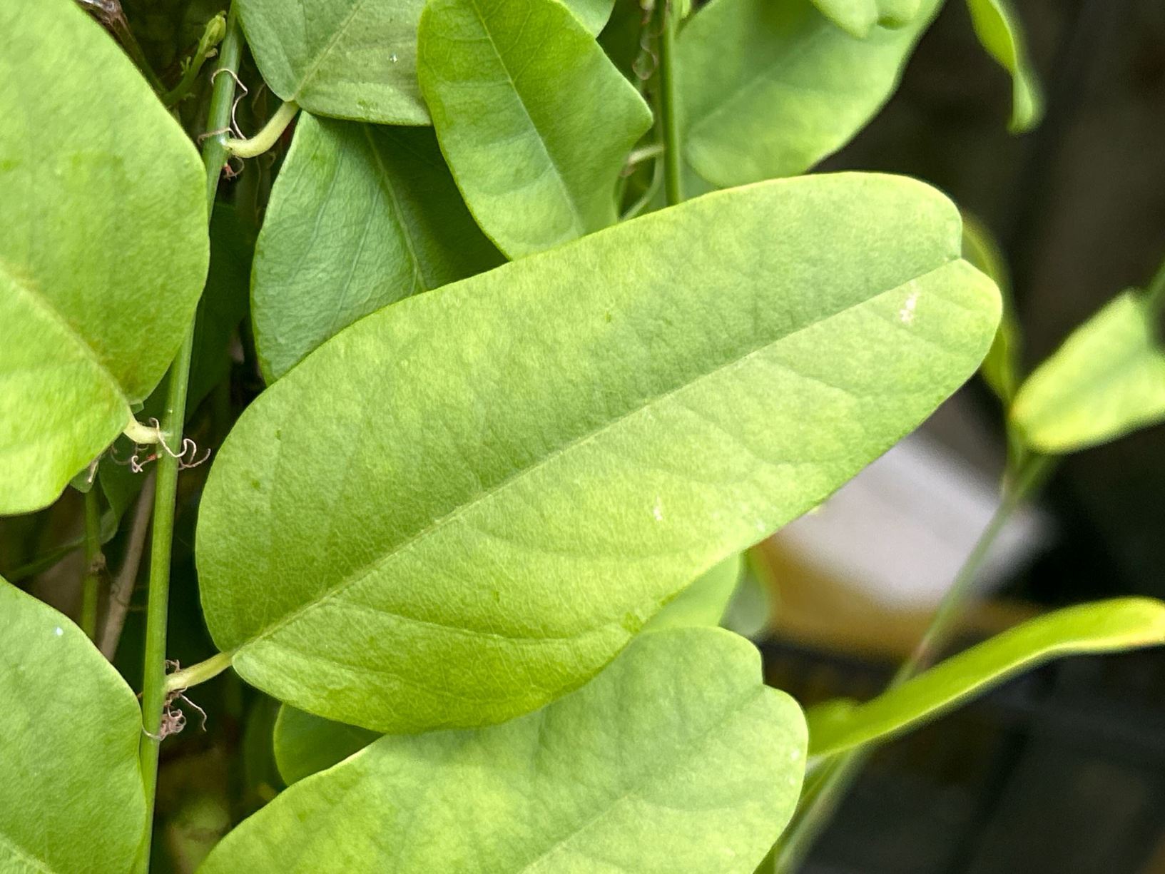 Passiflora discophora
