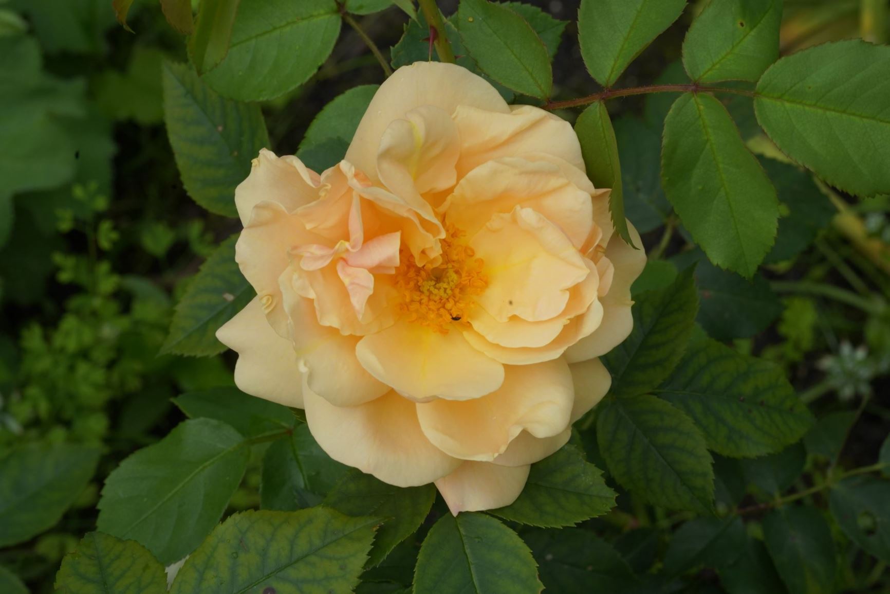 Rosa rubiginosa 'Goldbusch'