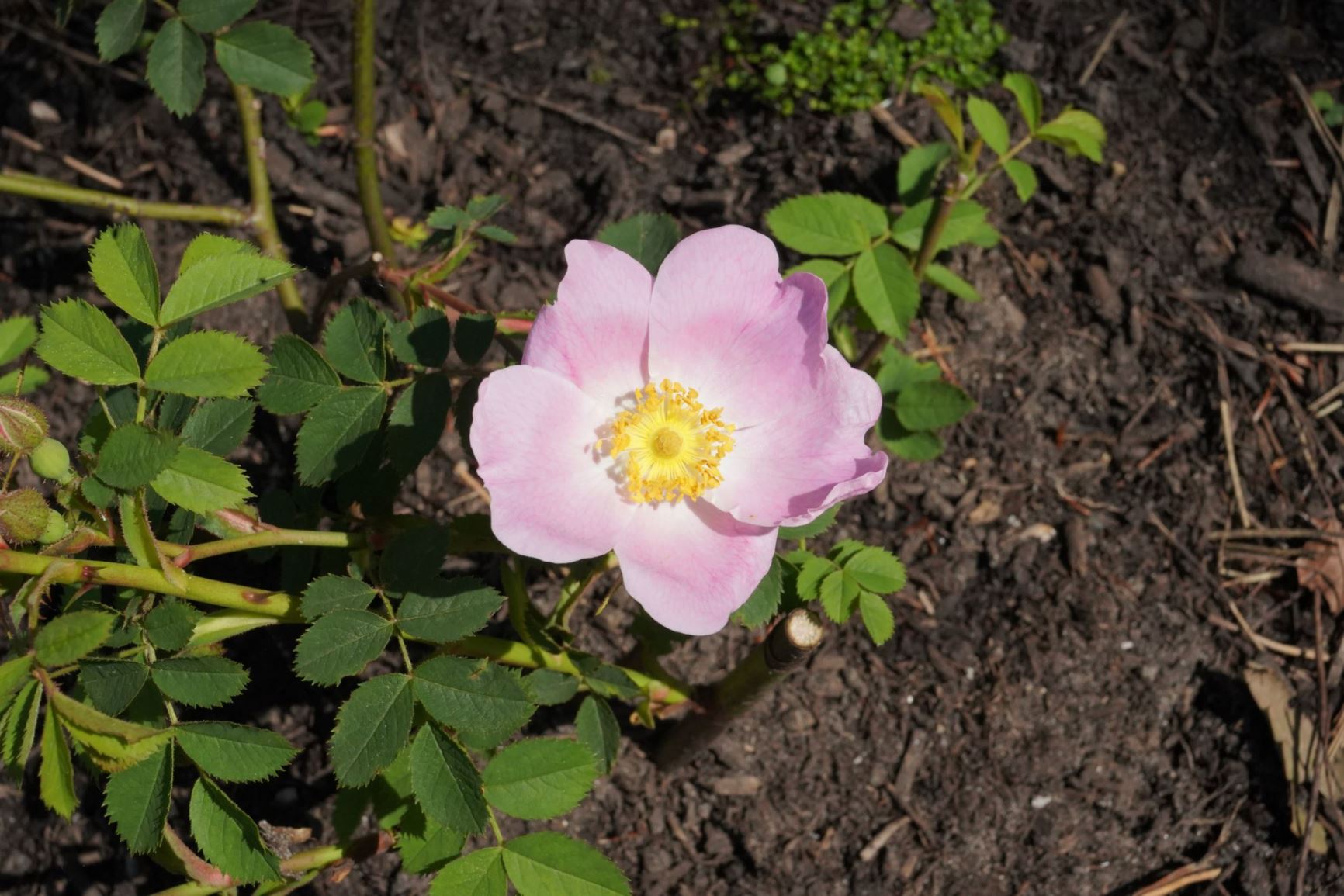 Rosa × hibernica - Wild Irish rose