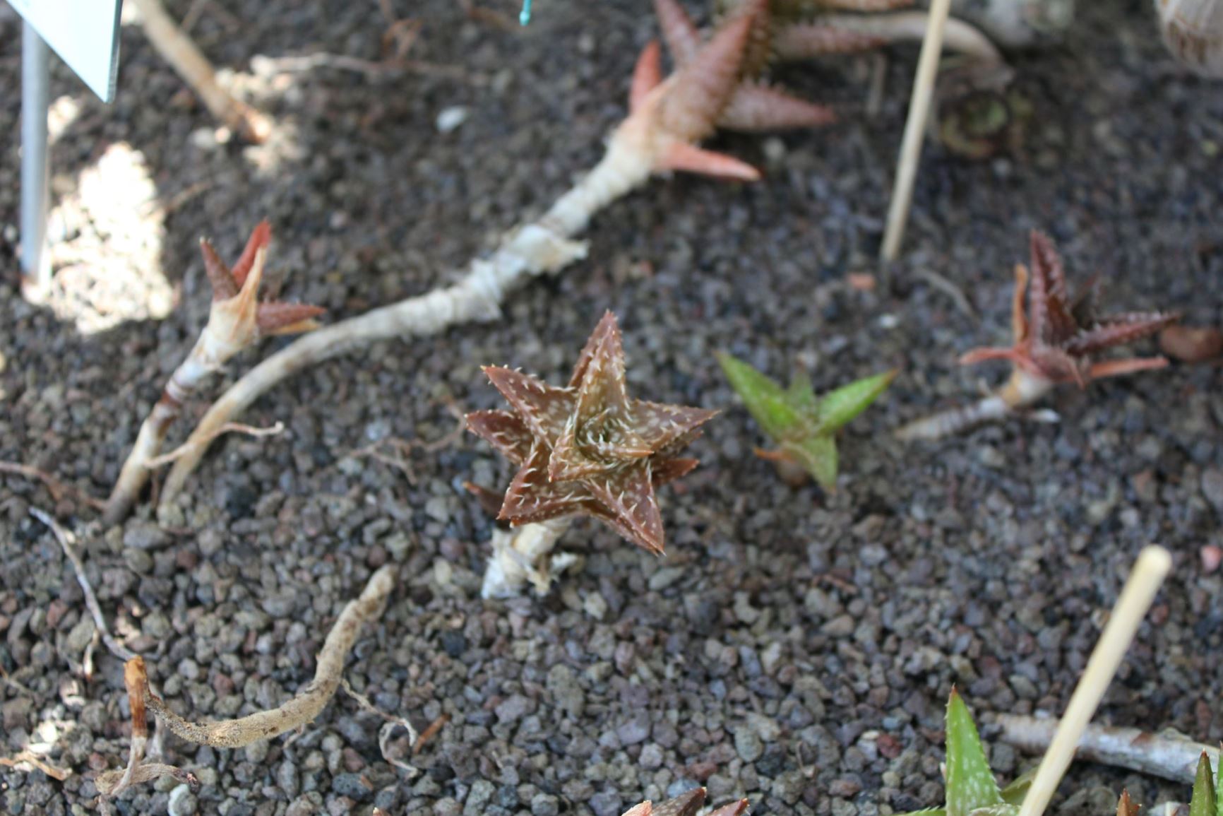 Aloe squarrosa