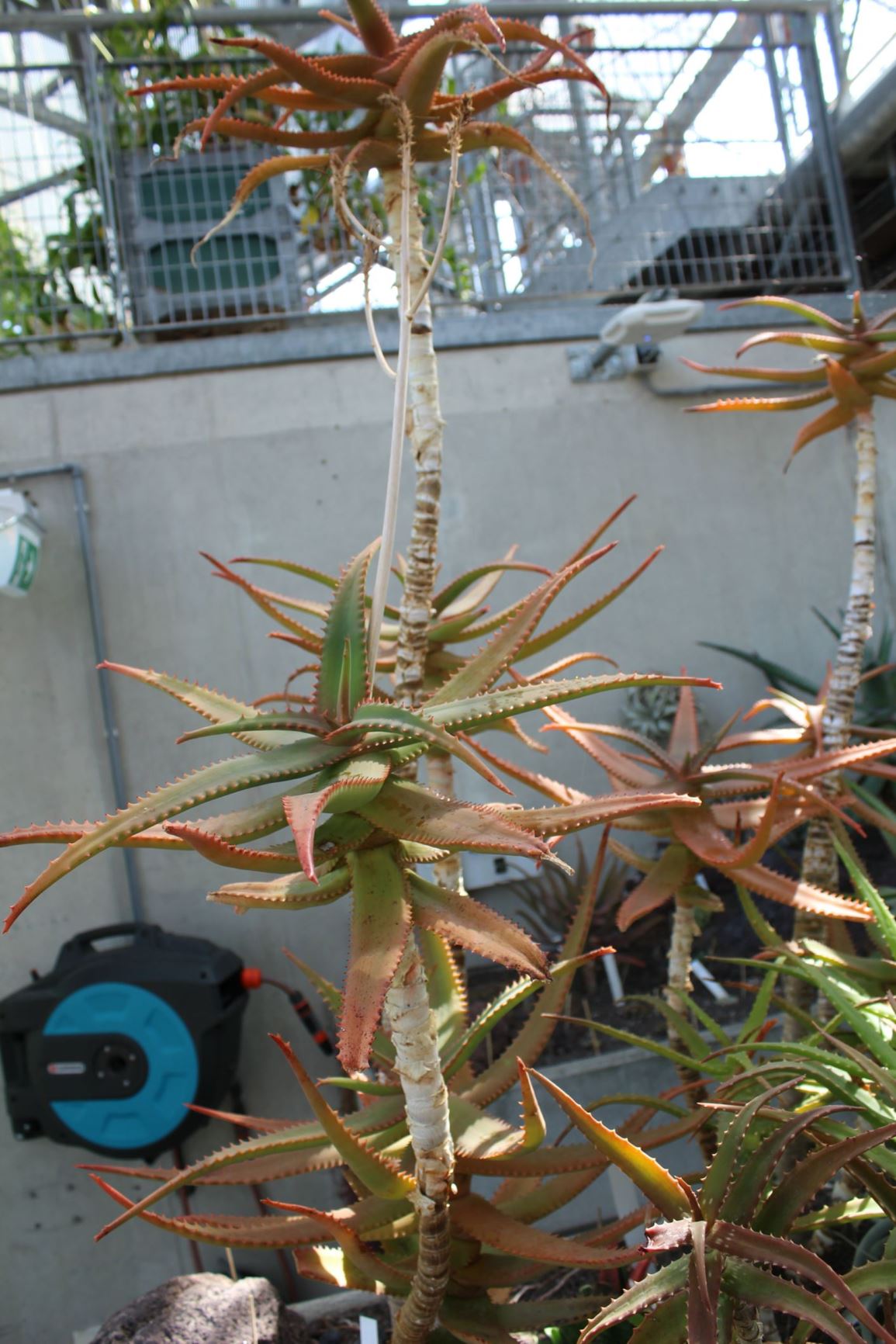 Aloiampelos ciliaris - Climbing Aloe, Rank-aalwyn