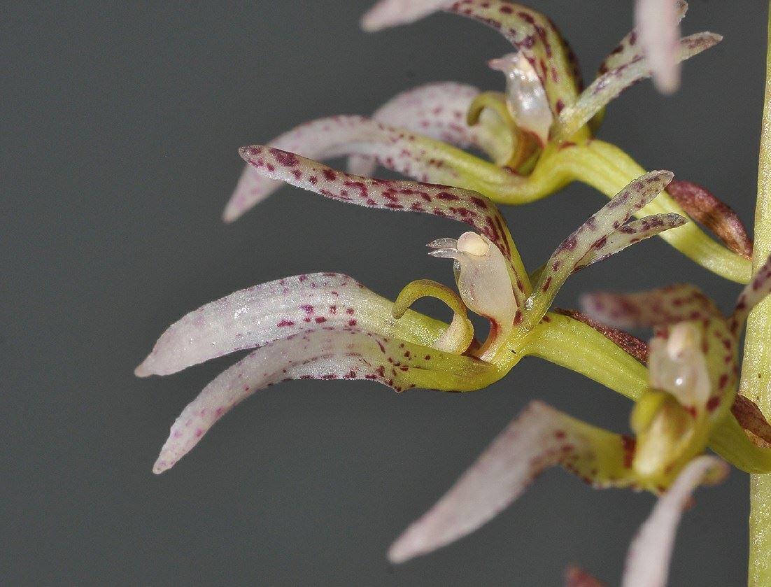 Bulbophyllum lissoglossum