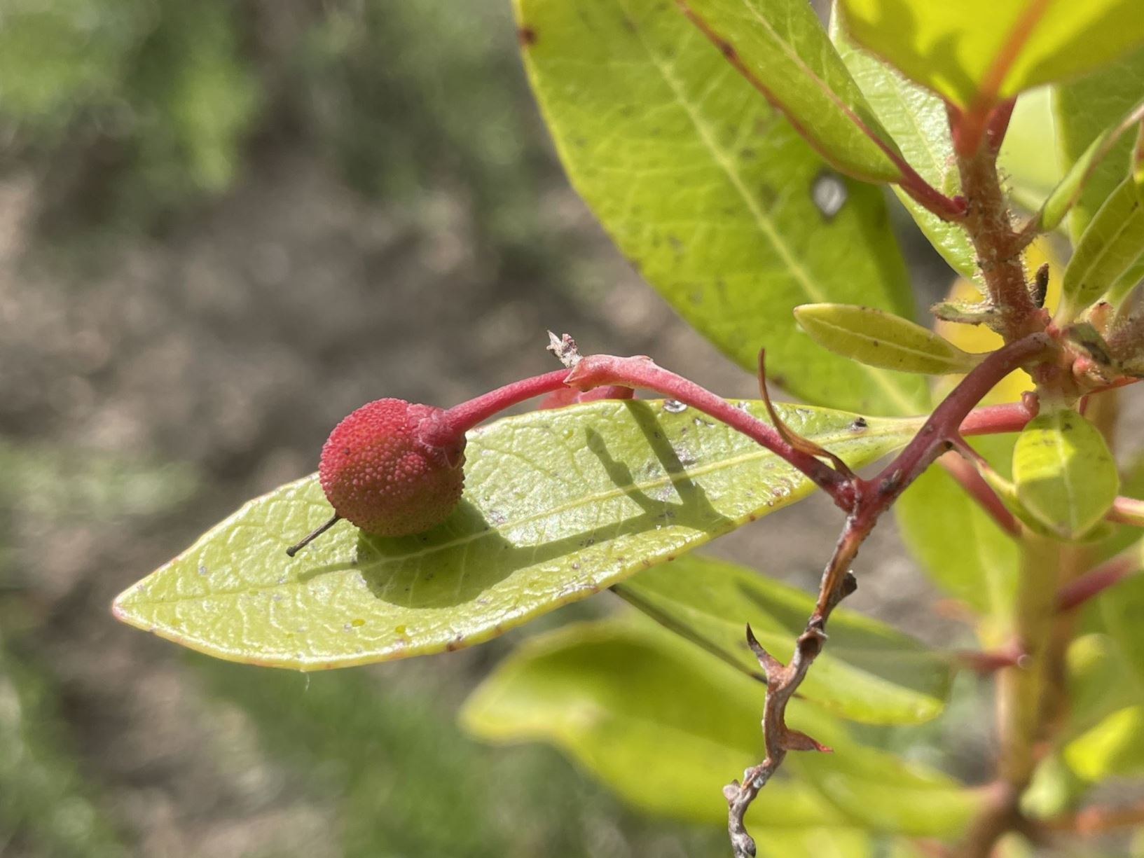 Arbutus unedo 'Cobra' - Aardbeiboom, Strawberry tree, arbre aux fraises