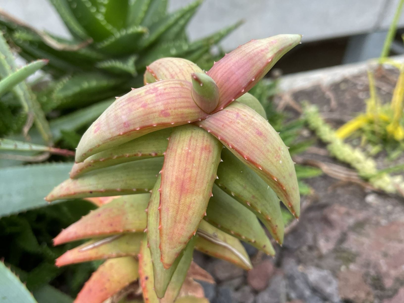 Aloe pearsonii - Pearson's aloe