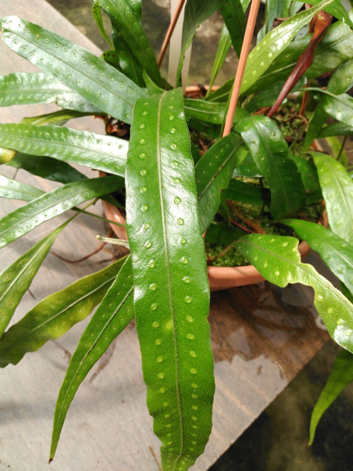 Pleopeltis spec.