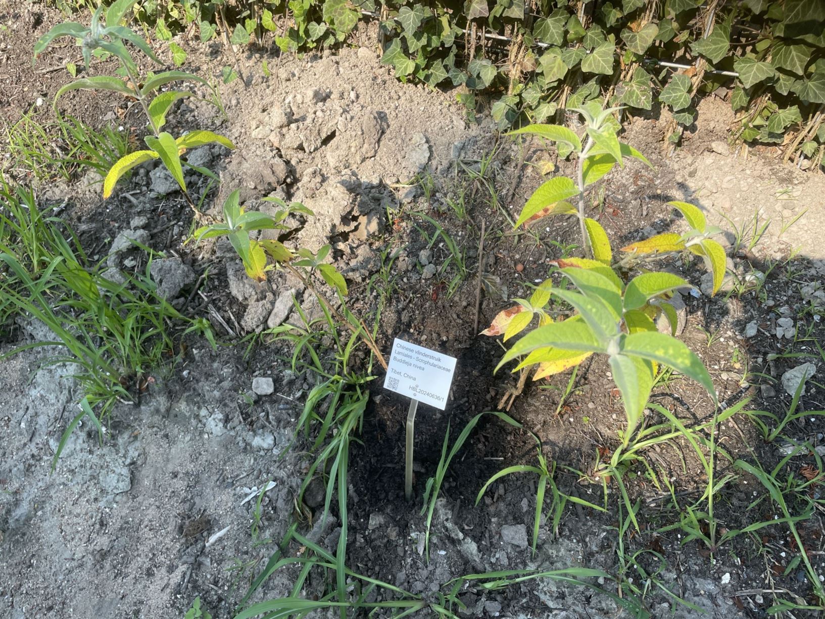 Buddleja nivea - Chinese vlinderstruik, 金沙江醉鱼草 jin sha jiang zui yu cao