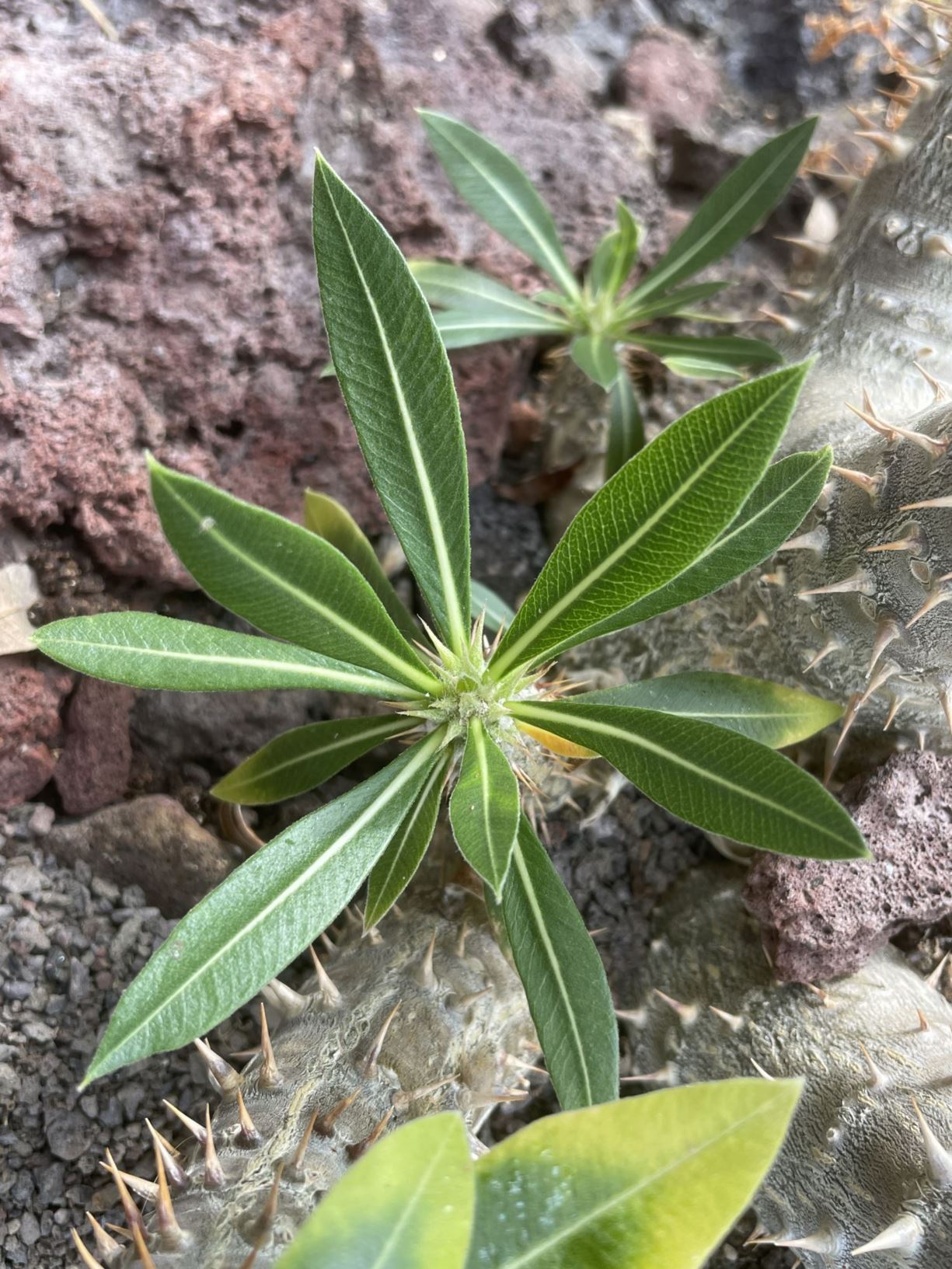 Pachypodium horombense