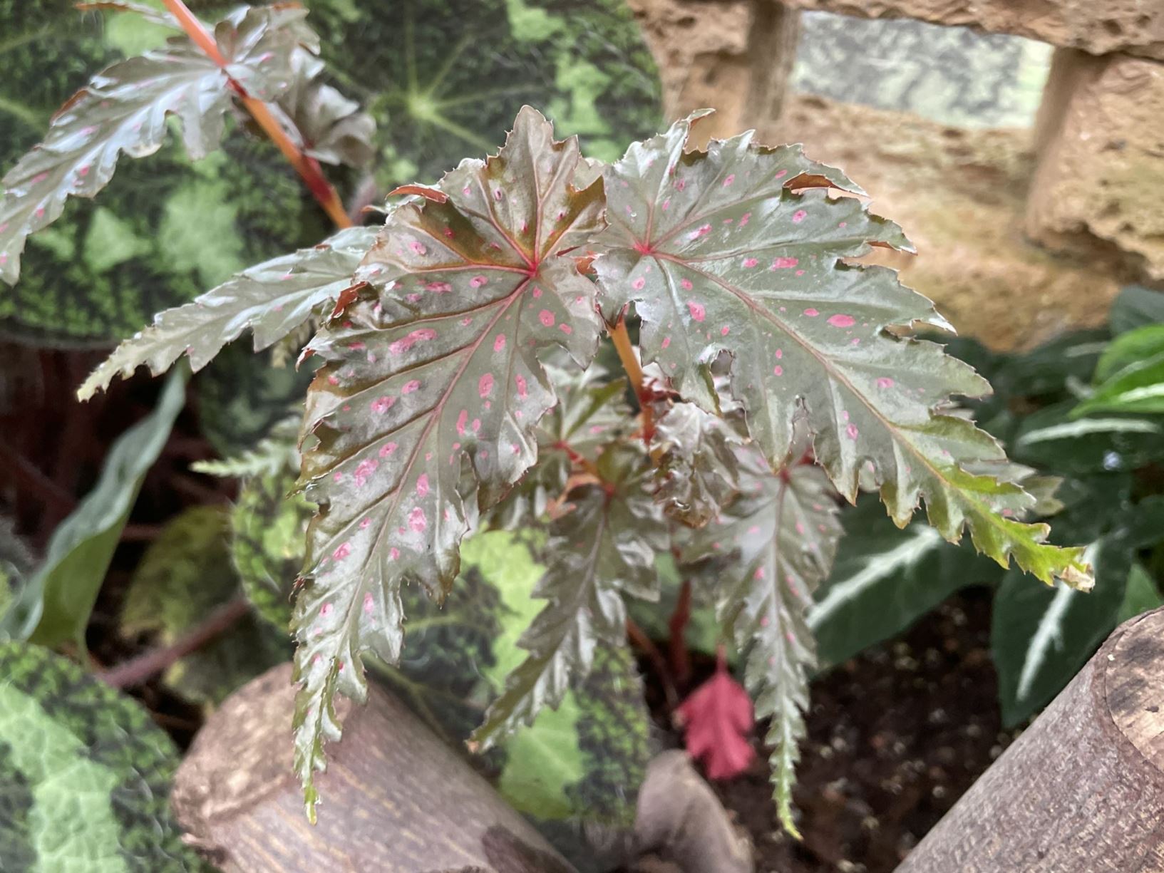 Begonia serratipetala - Serrated begonia