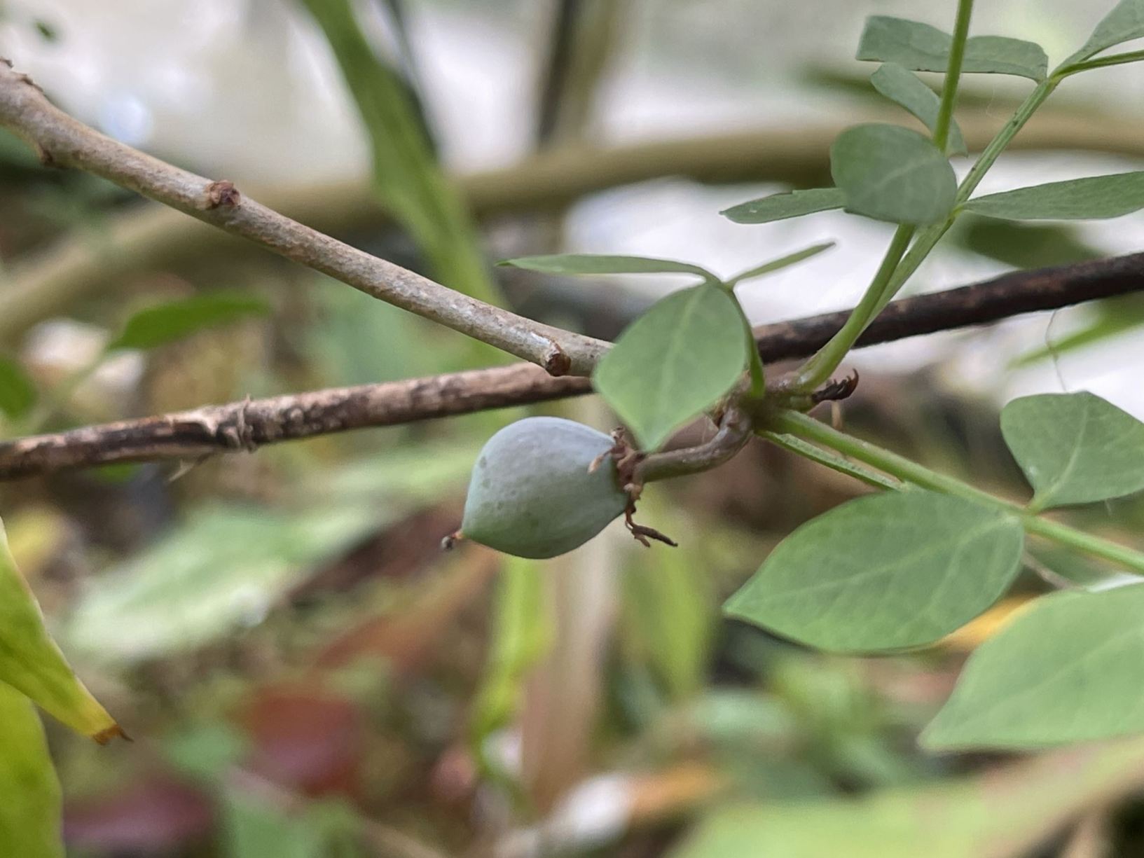 Commiphora spec.